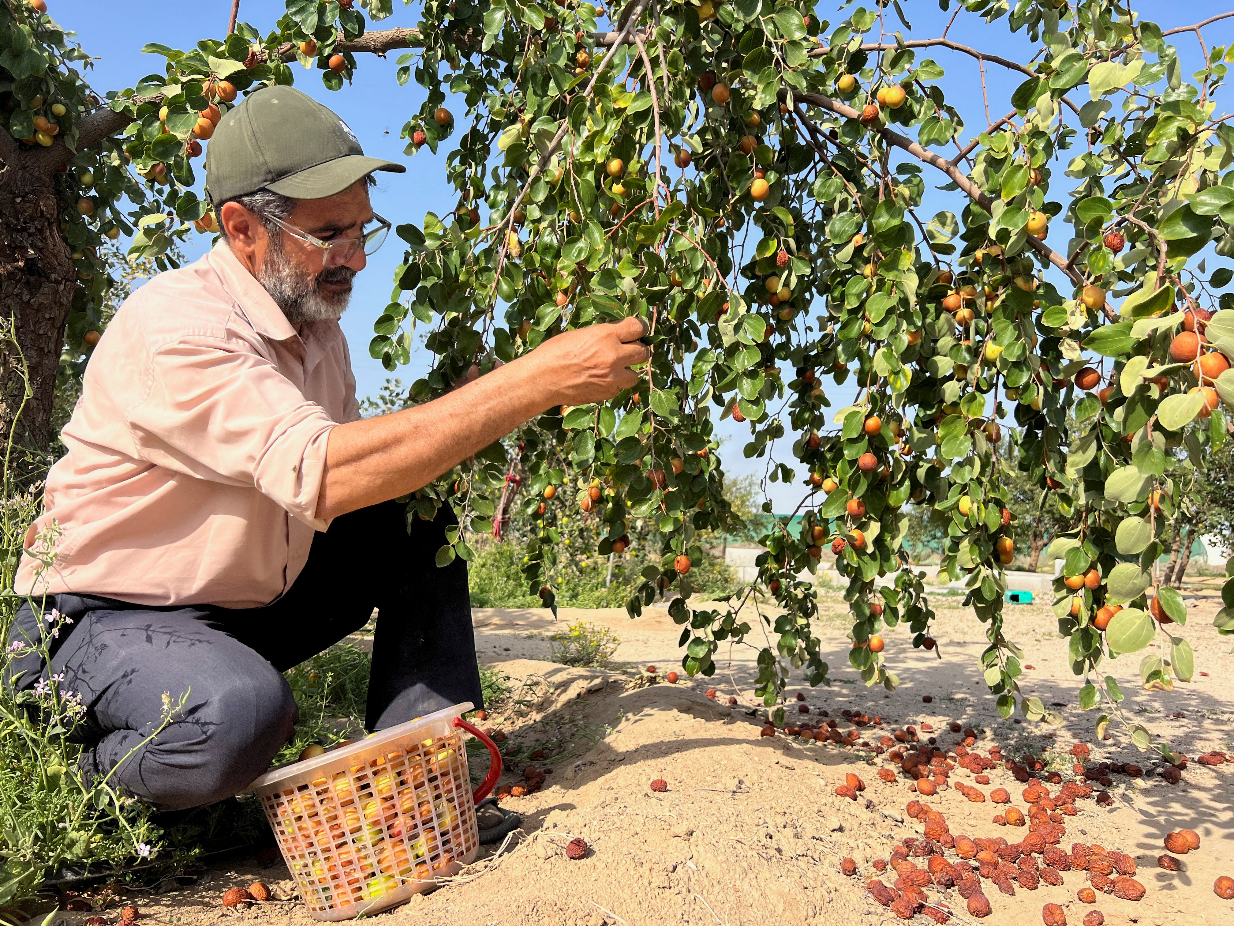Iraqi farmer Ismail Ibrahim has planted "sidr", or jujube, trees which require far less water during an irrigation crisis, in Basra