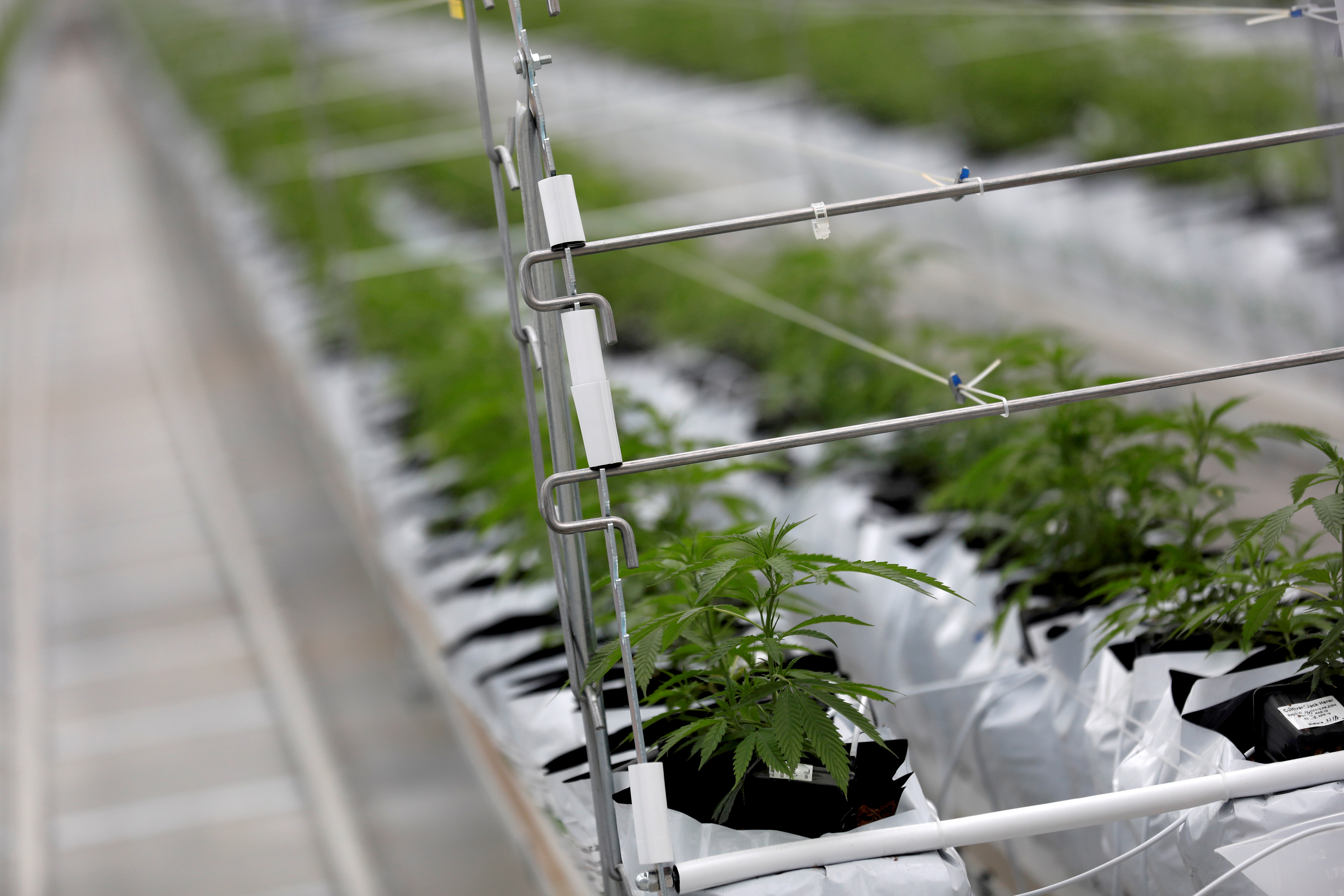 Cannabis plants grow inside the Tilray factory in Cantanhede