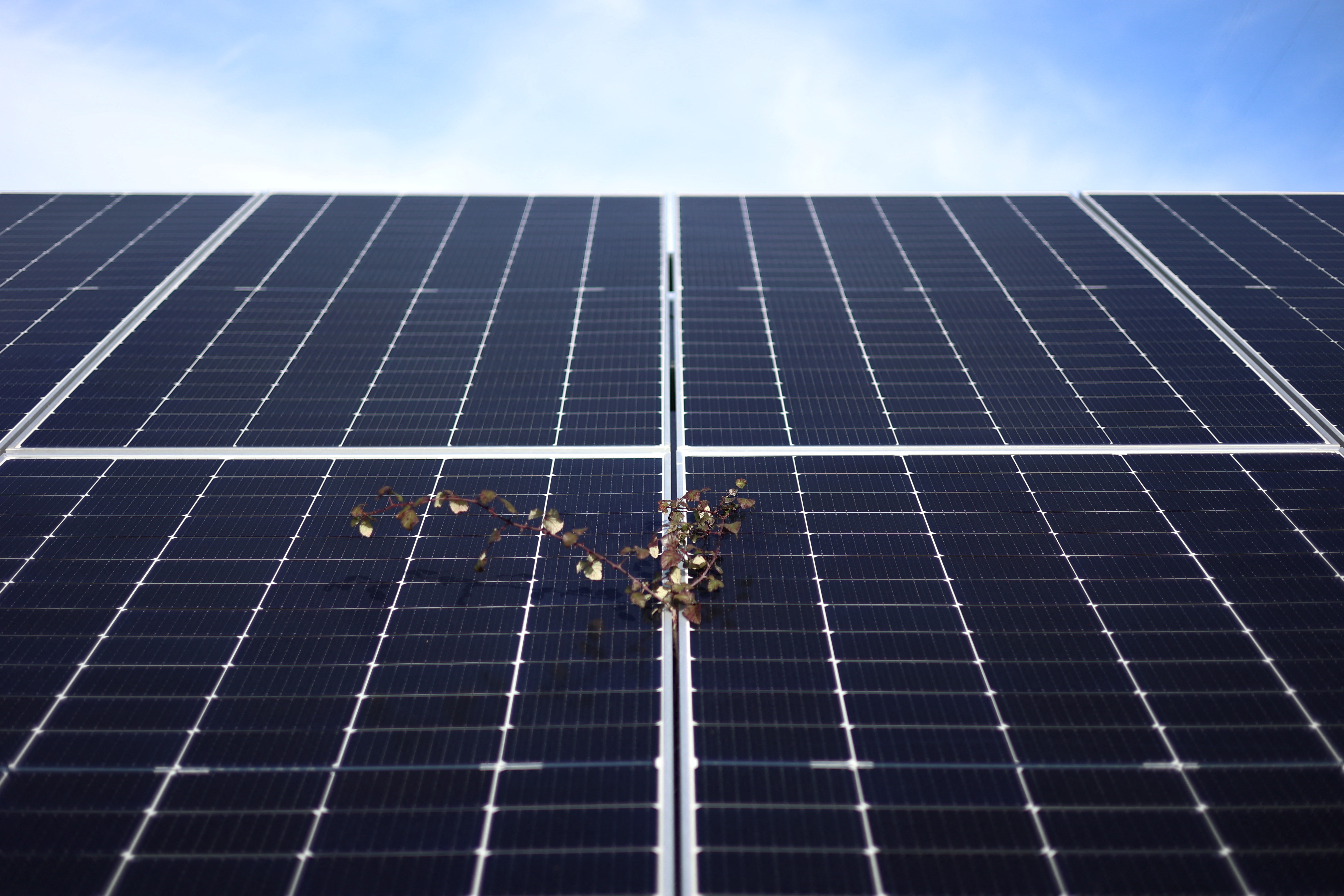 Plants grow between solar panels in Sabugal