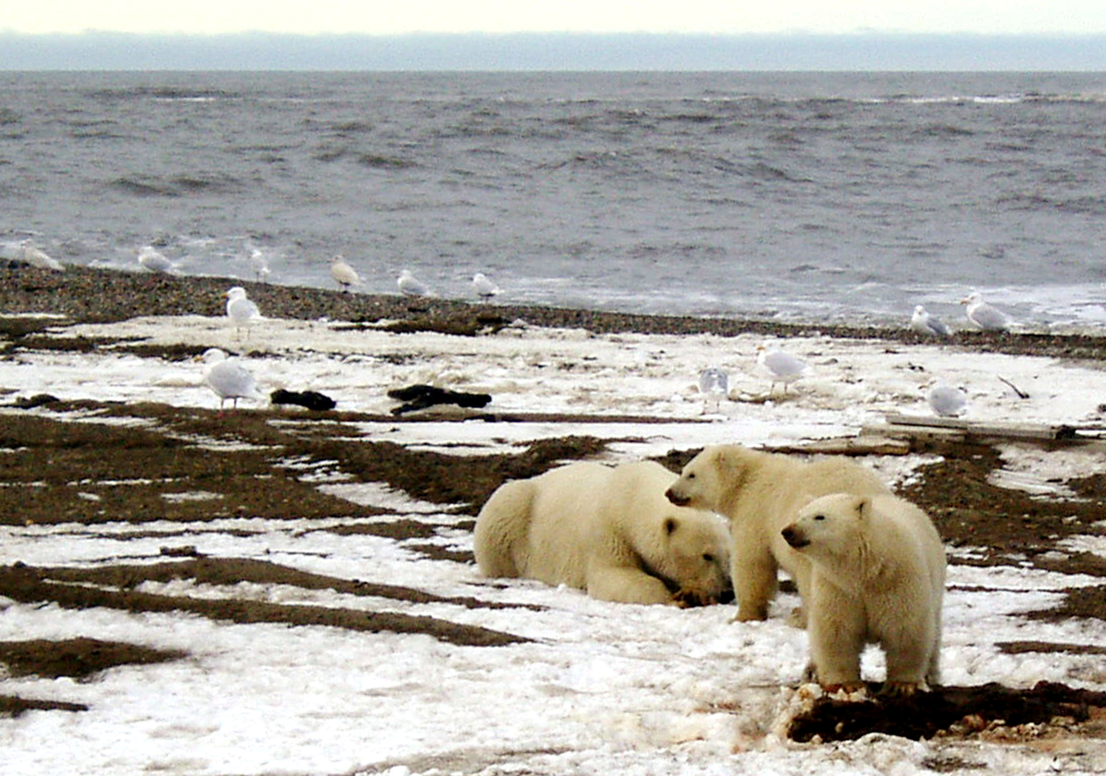 A polar bear sow and two cubs are seen on the Beaufort Sea coast within the 1002 Area of the Arctic National Wildlife Refuge in this undated handout photo provided by the U.S. Fish and Wildlife Service Alaska Image Library on December 21, 2005.  U.S. Fish and Wildlife Service/Handout via REUTERS