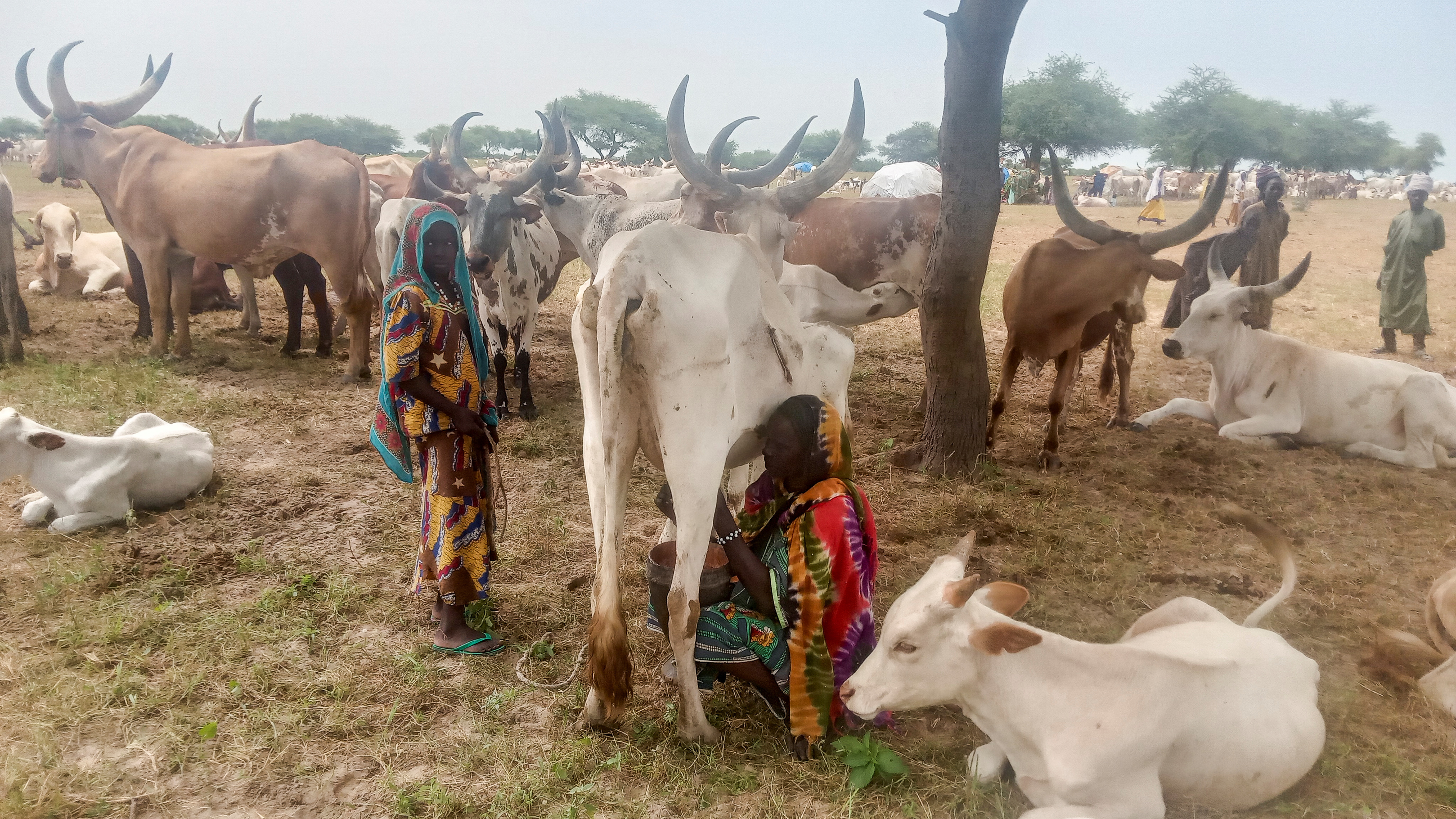 Nomadic cattle herders seek new pastures in Lake Chad province