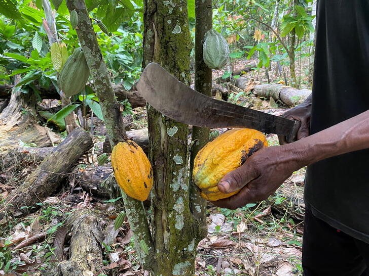 Richard Ambassa Mbassiga coupe une cabosse de cacao avec une machette dans son champ de cacao frappé par la sécheresse dans le village de Nkengue, dans la région centrale du Cameroun le 1er août 2021. Photo prise le 1er août 2021. REUTERS/ Josiane Kouagheu