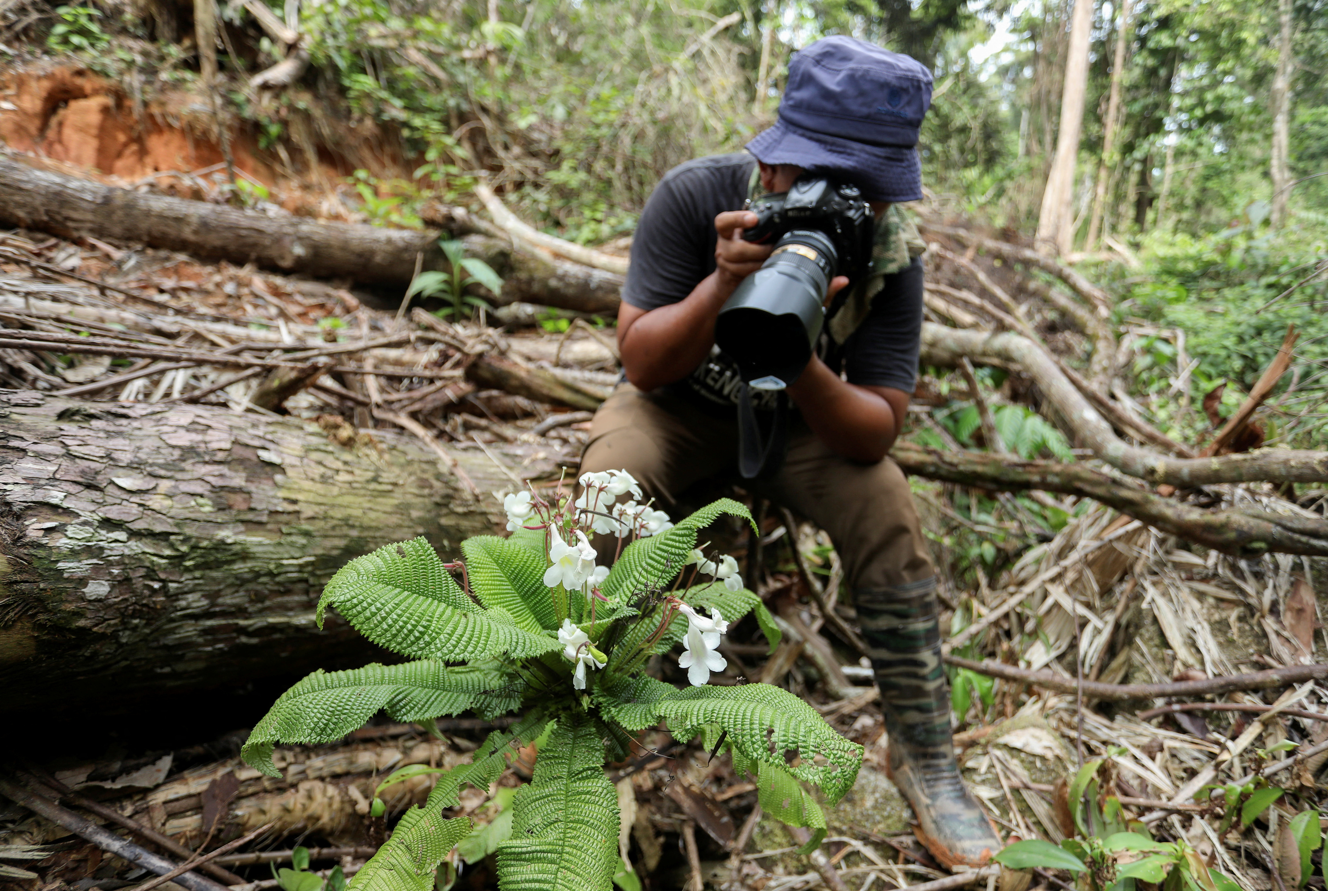 Malaysian photographer rescues thousands of forest plants from logging