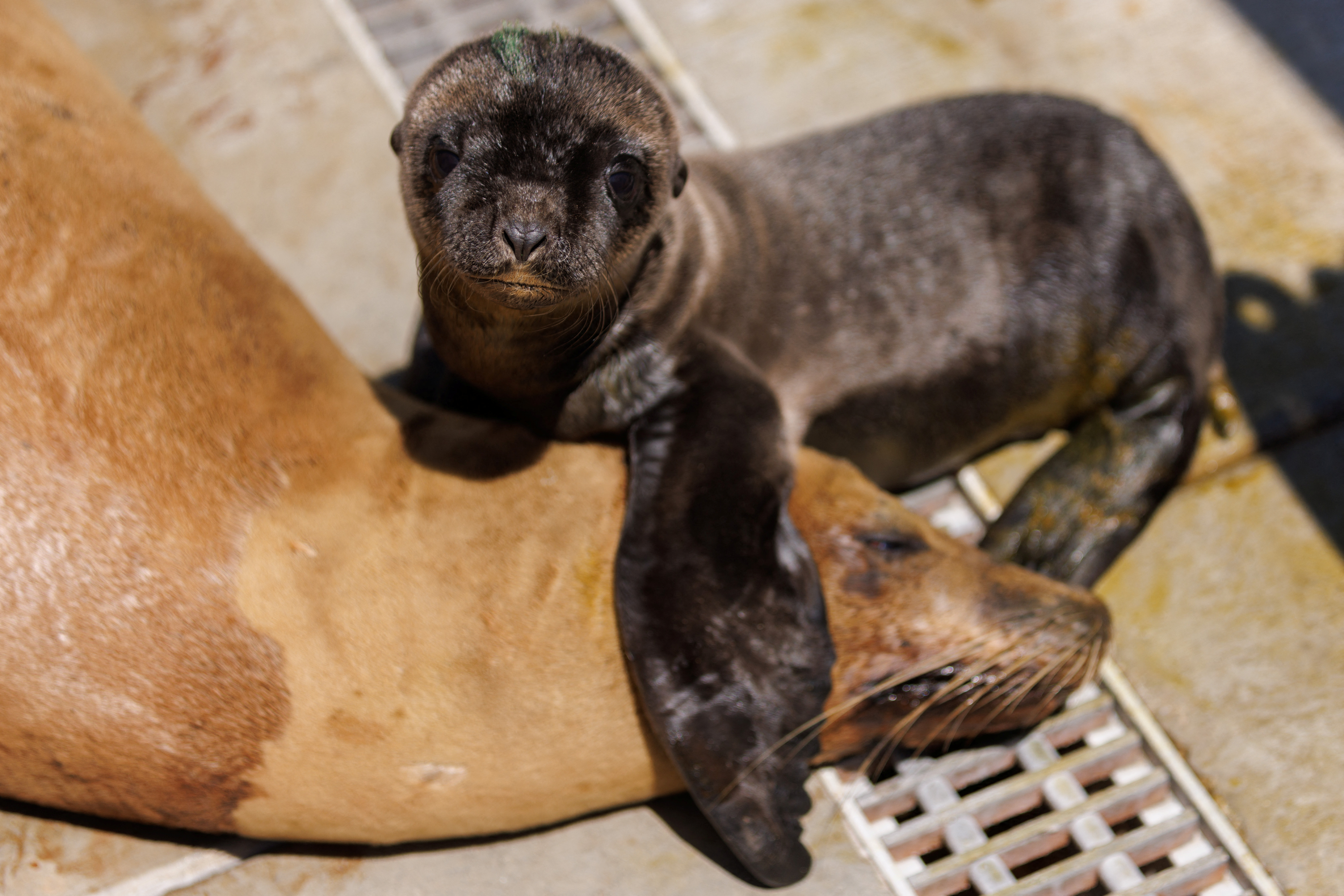 Popular southern California beach indefinitely shut down to protect sea  lions