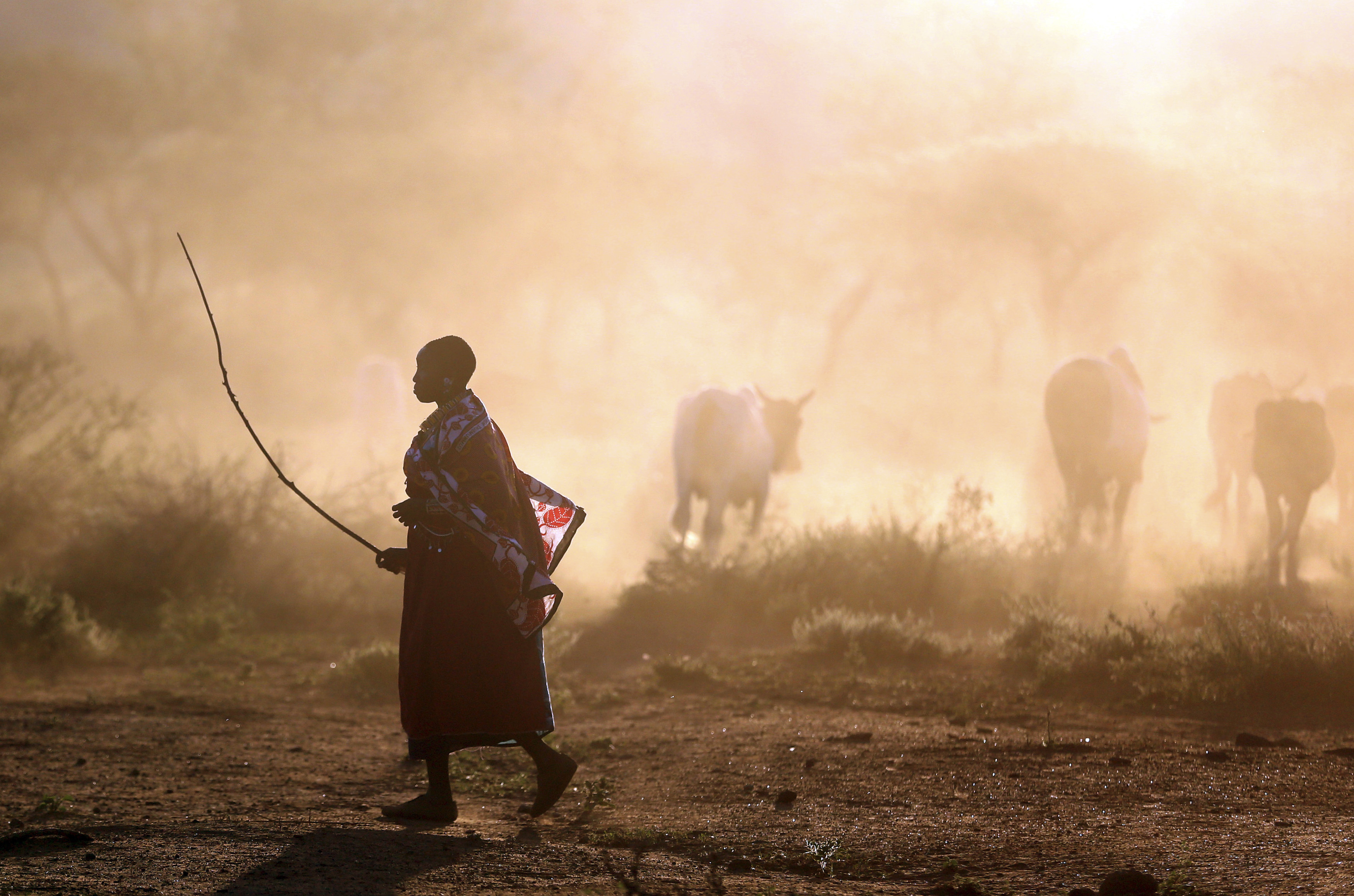 A Masai herder walks with grazing cattle 