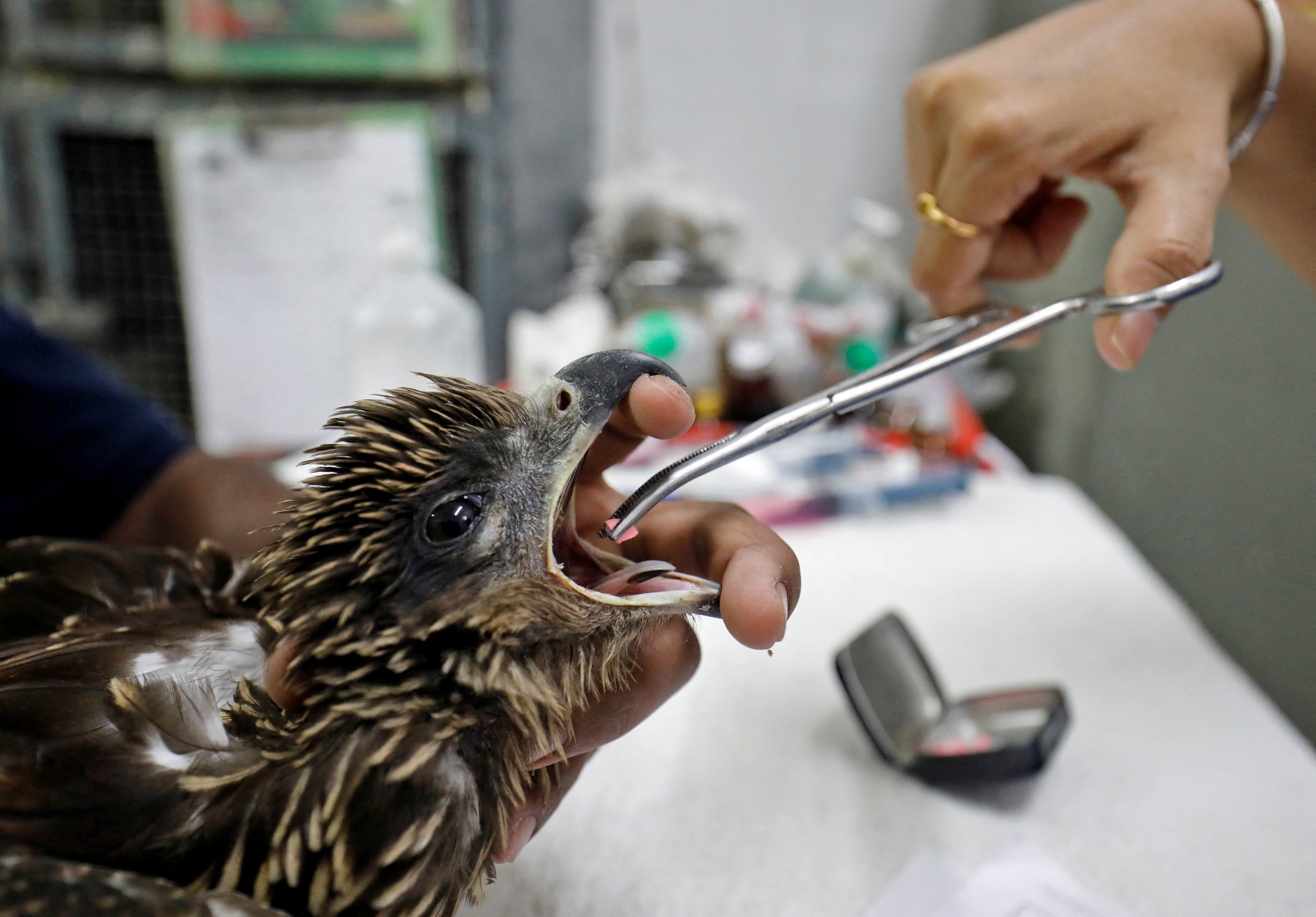 A vet provides medicine to an eagle after it was dehydrated due to heat at Jivdaya Charitable Trust in Ahmedabad