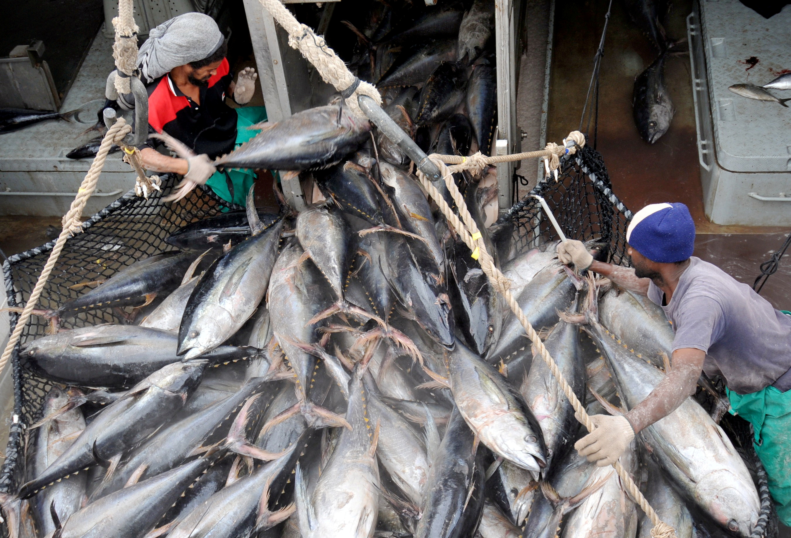 Workers offload tuna from a fishing boat in Port Victoria, August 4,