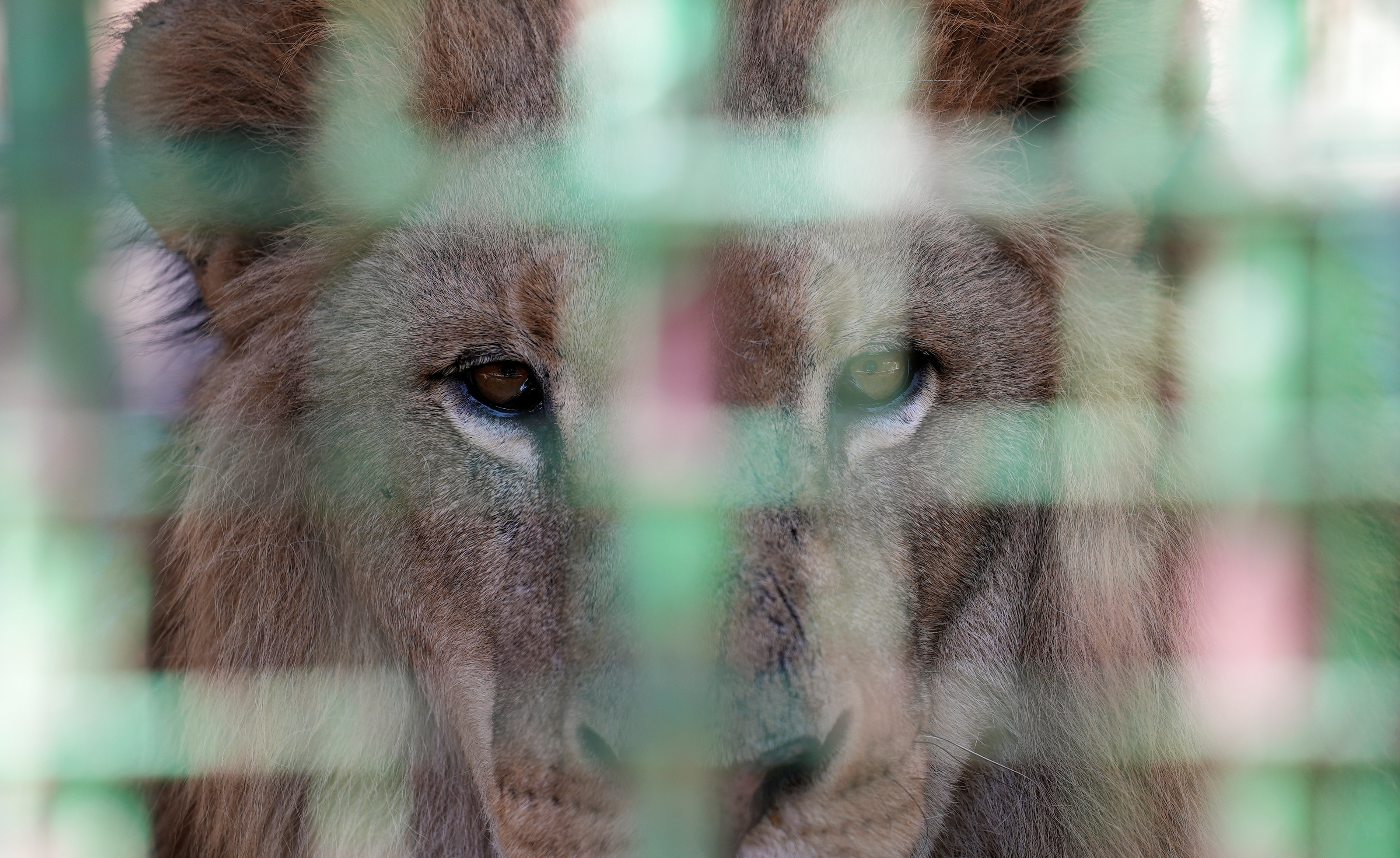 A lion is seen inside a cage at a zoo in Hazmieh