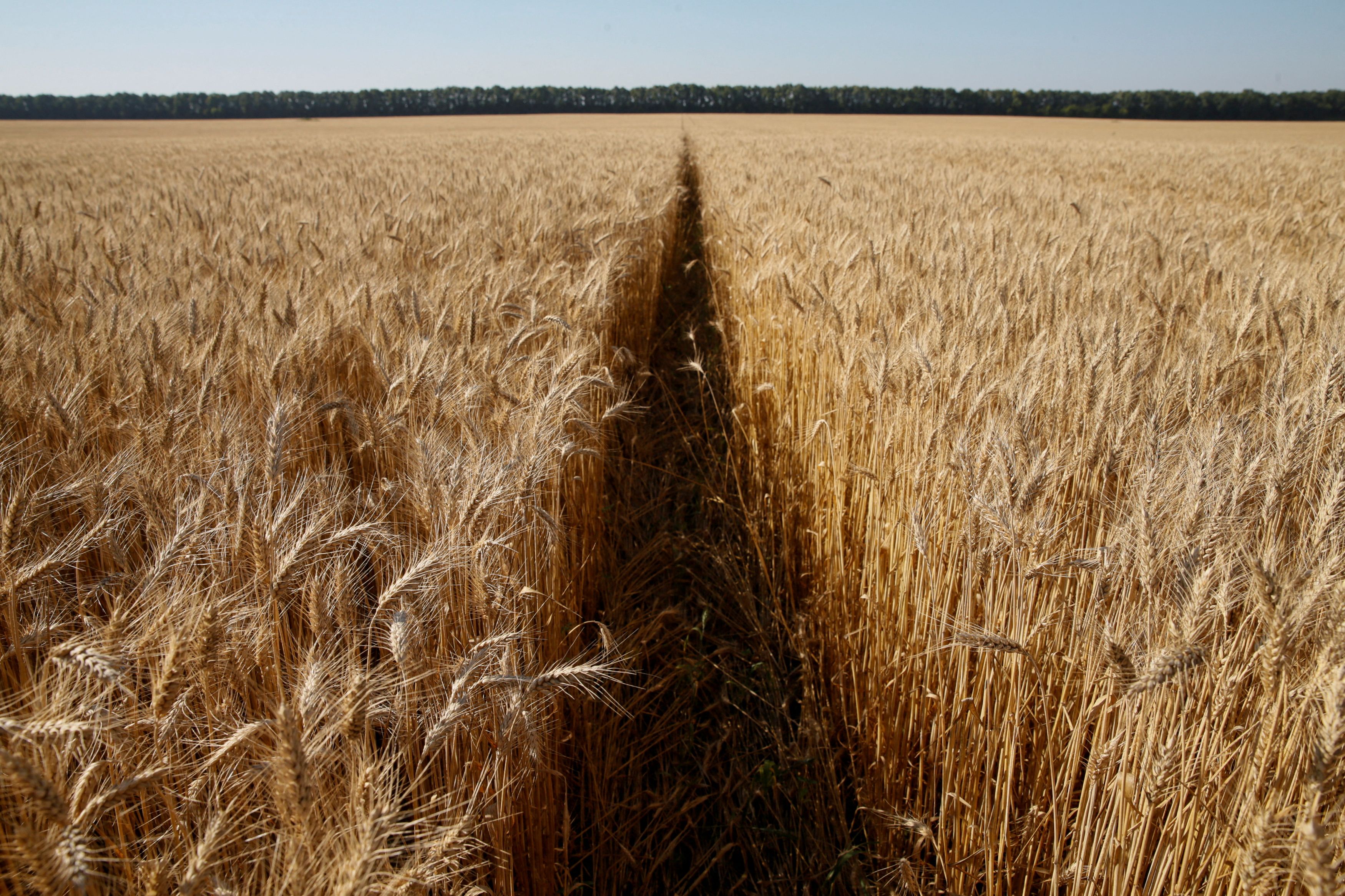 Wheat field is pictured in Kiev region