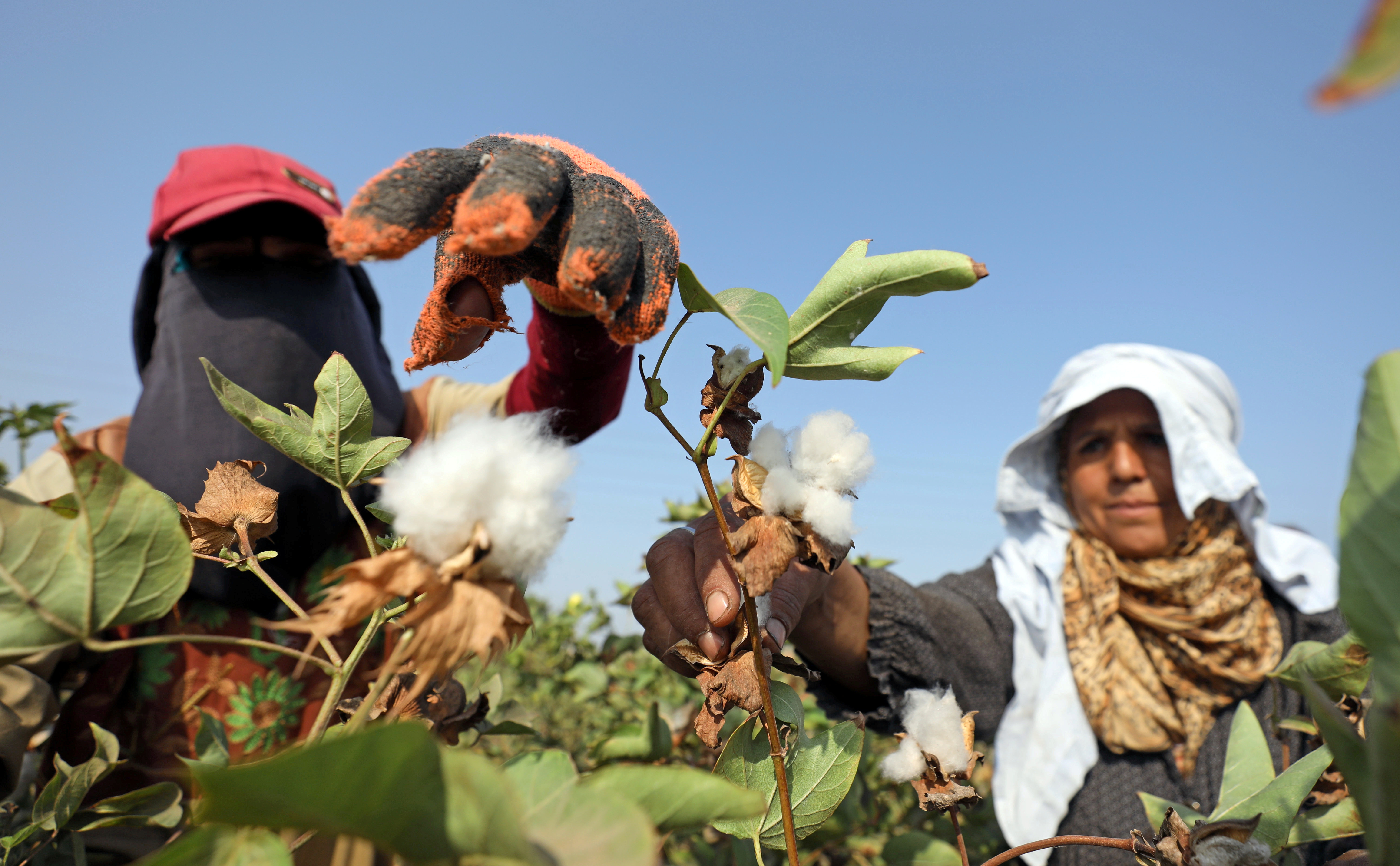 Can the cotton industry protect its workforce in a changing climate?