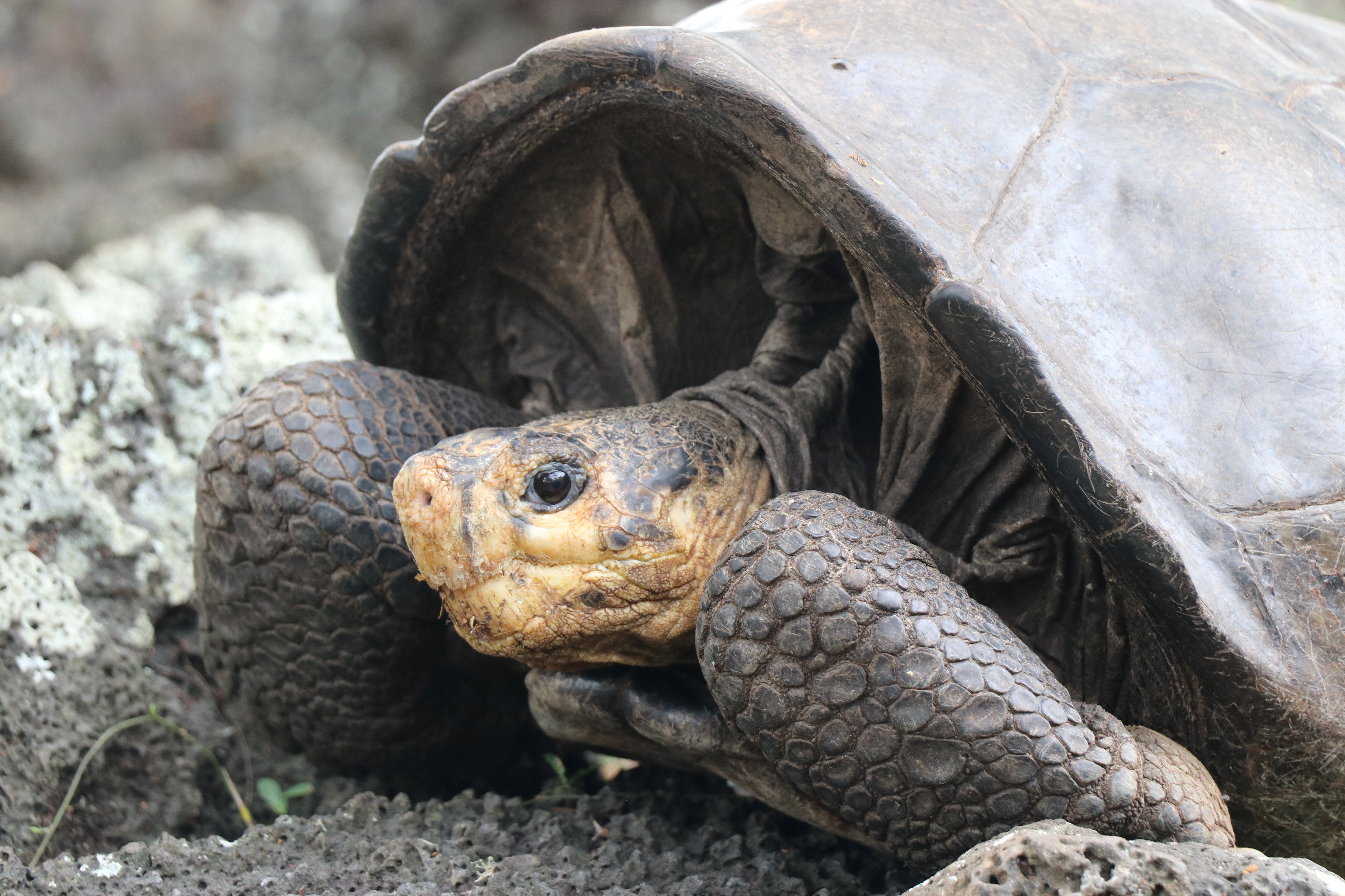 A tortoise considered extinct 100 years ago in Galapagos is still in existence, in Santa Cruz