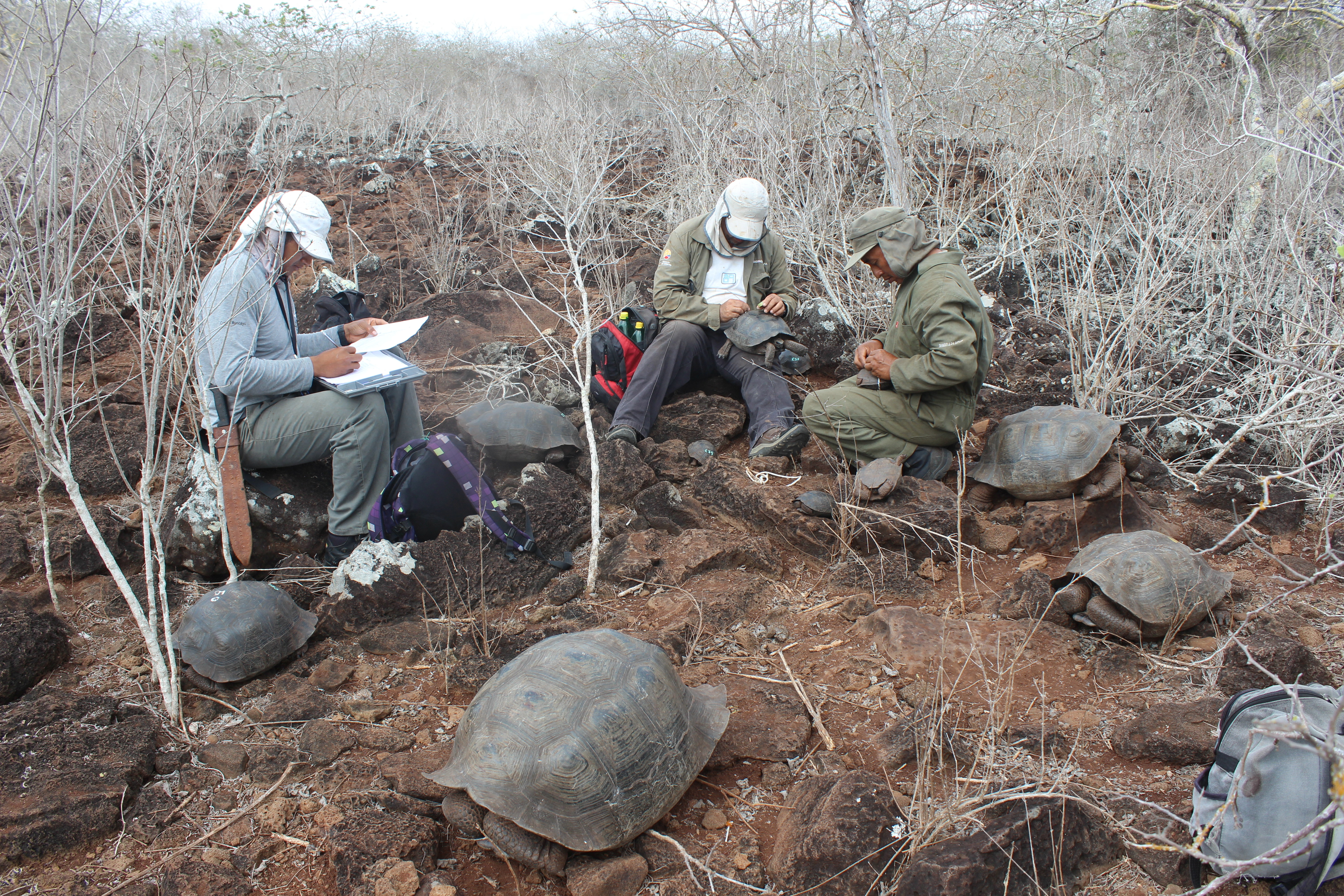 Investigators reportedly discover new tortoise species on the island of San Cristobal
