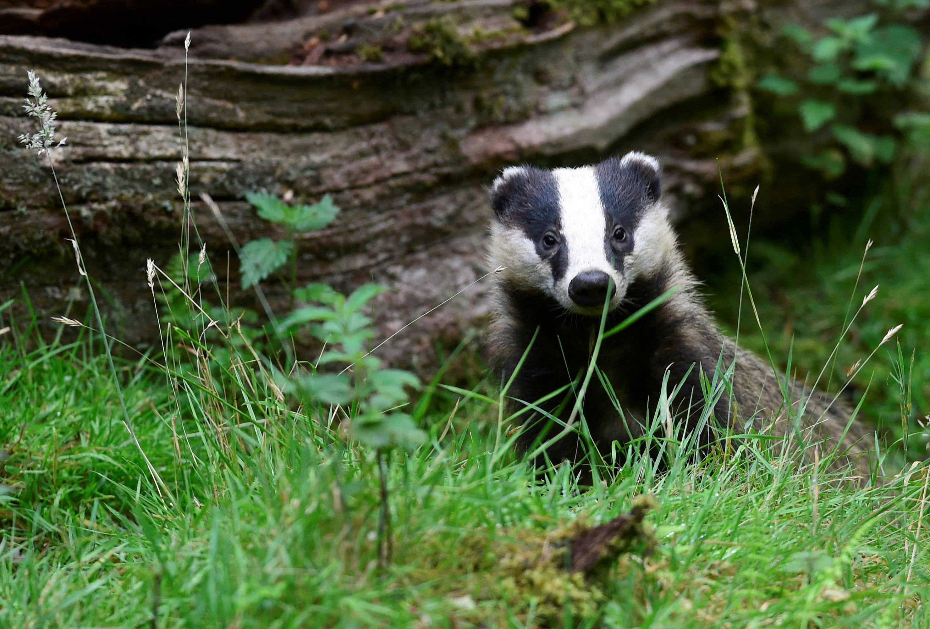 A young badger stands next to an old fallen tree in a wood in Llandeilo, South Wales