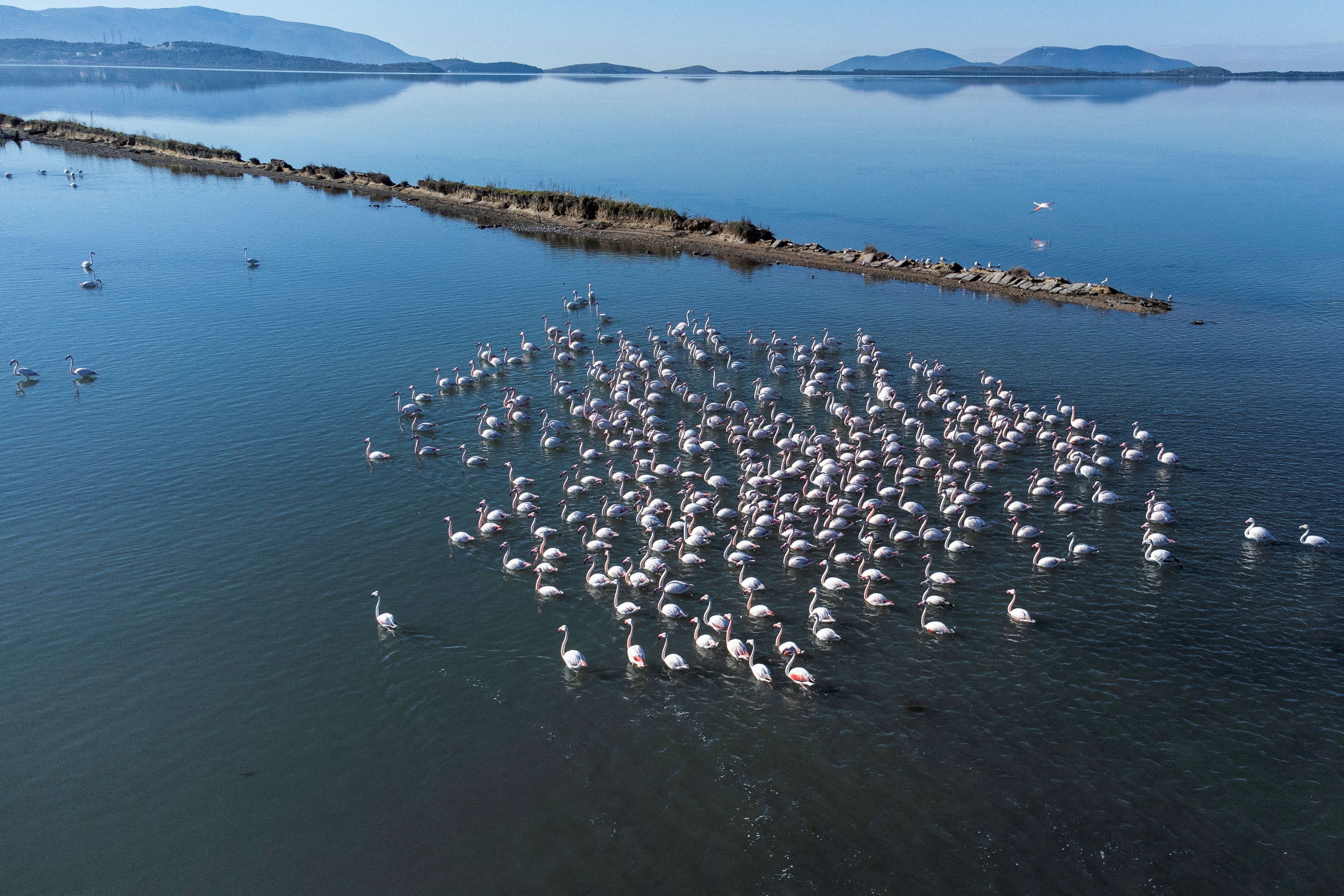 Flamingos are seen at the Vjosa-Narte Protected area  in Vlora