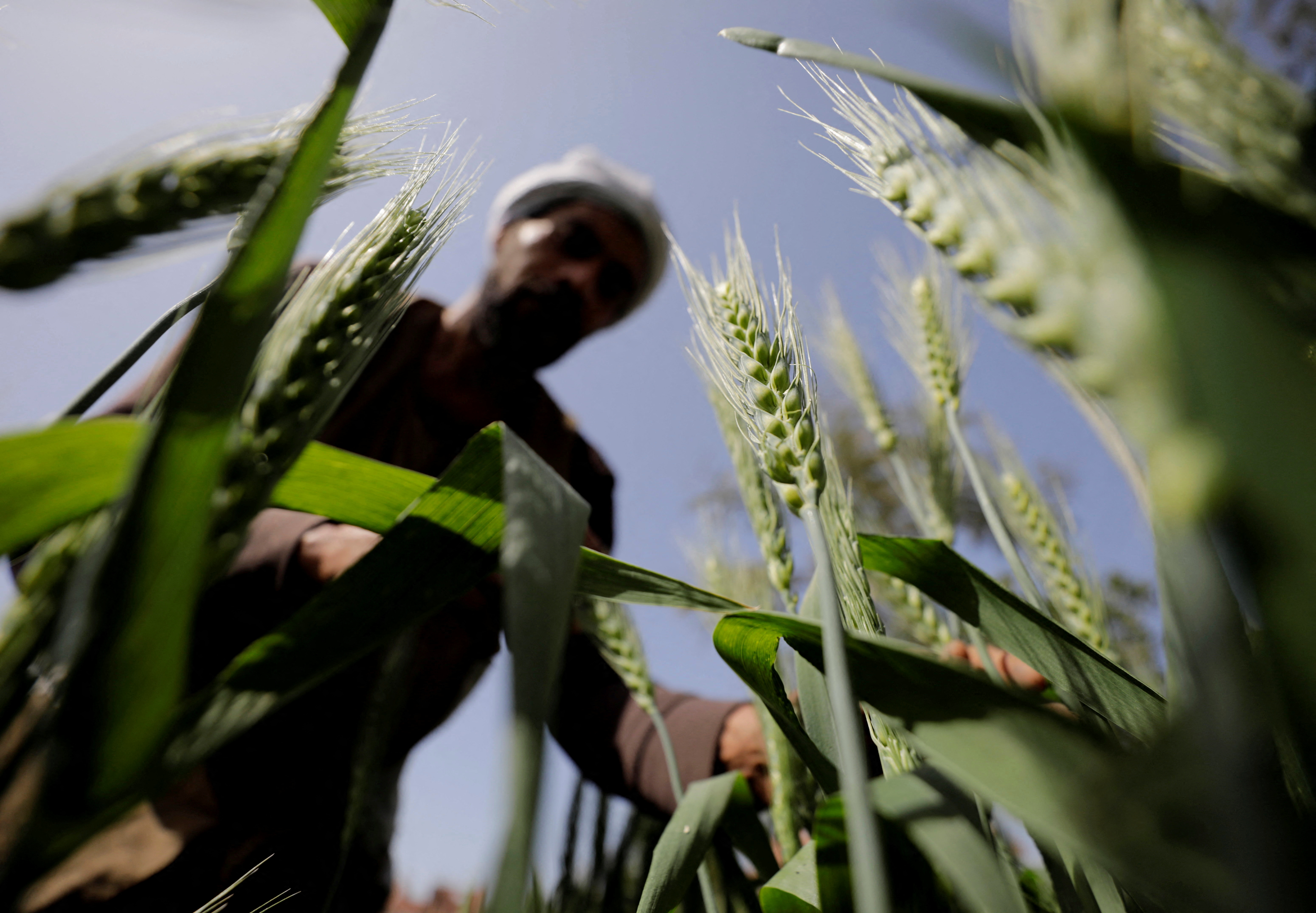 A farmer tends wheat at a field in El-Kalubia governorate, northeast of Cairo
