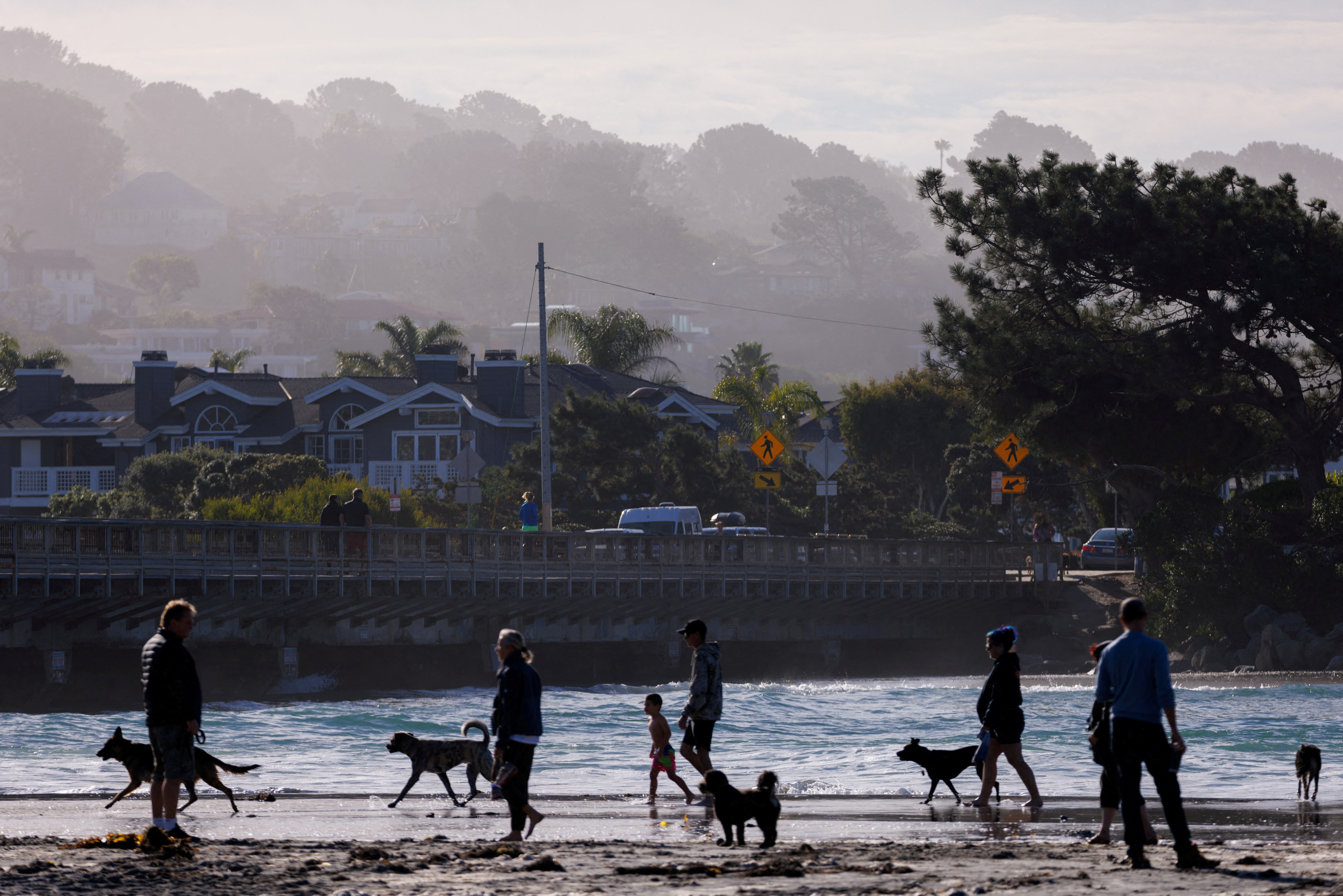 Dog owners and their animals at the beach in California
