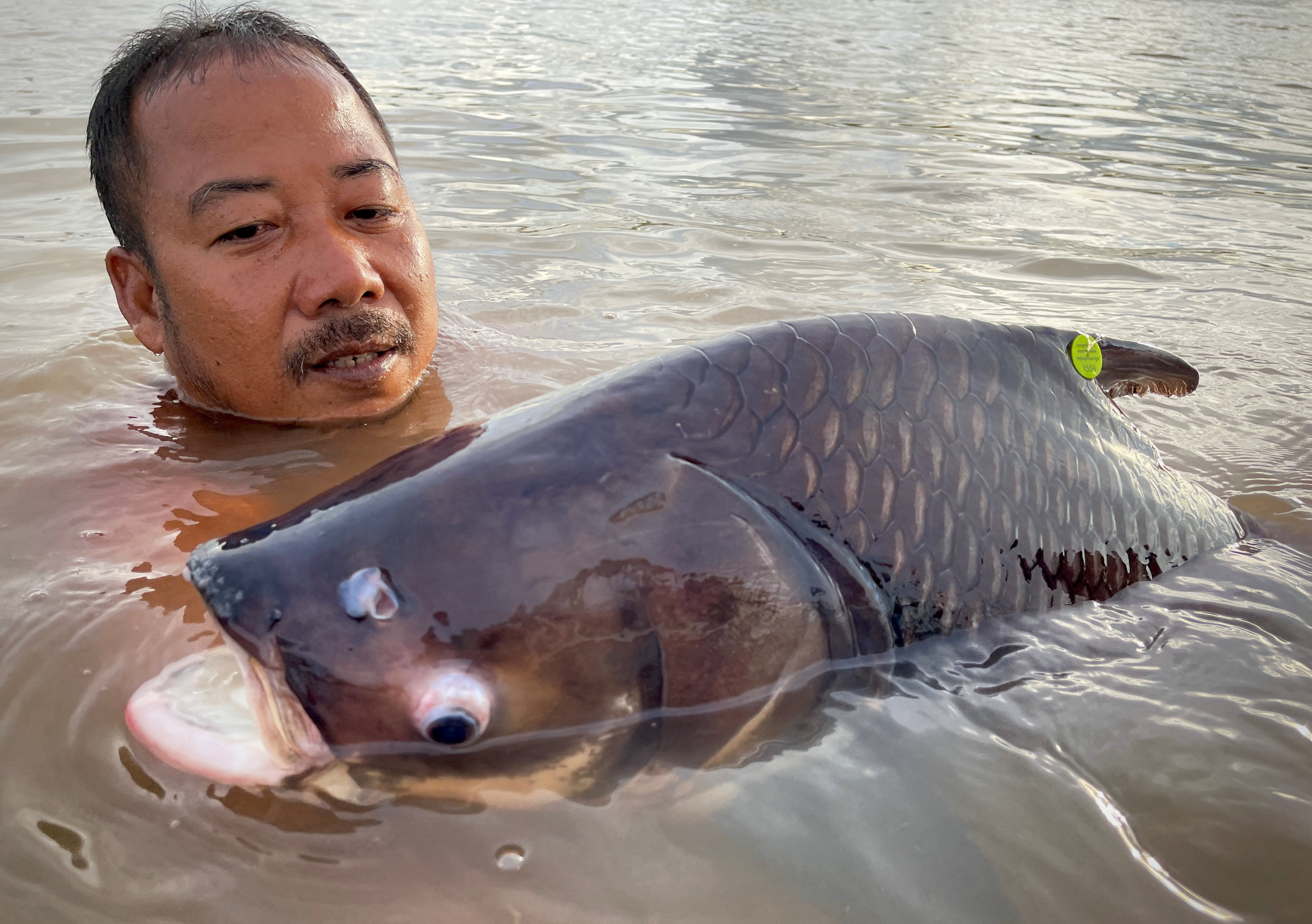 A fisherman is seen next to a Giant Barb in Tonle Sap River
