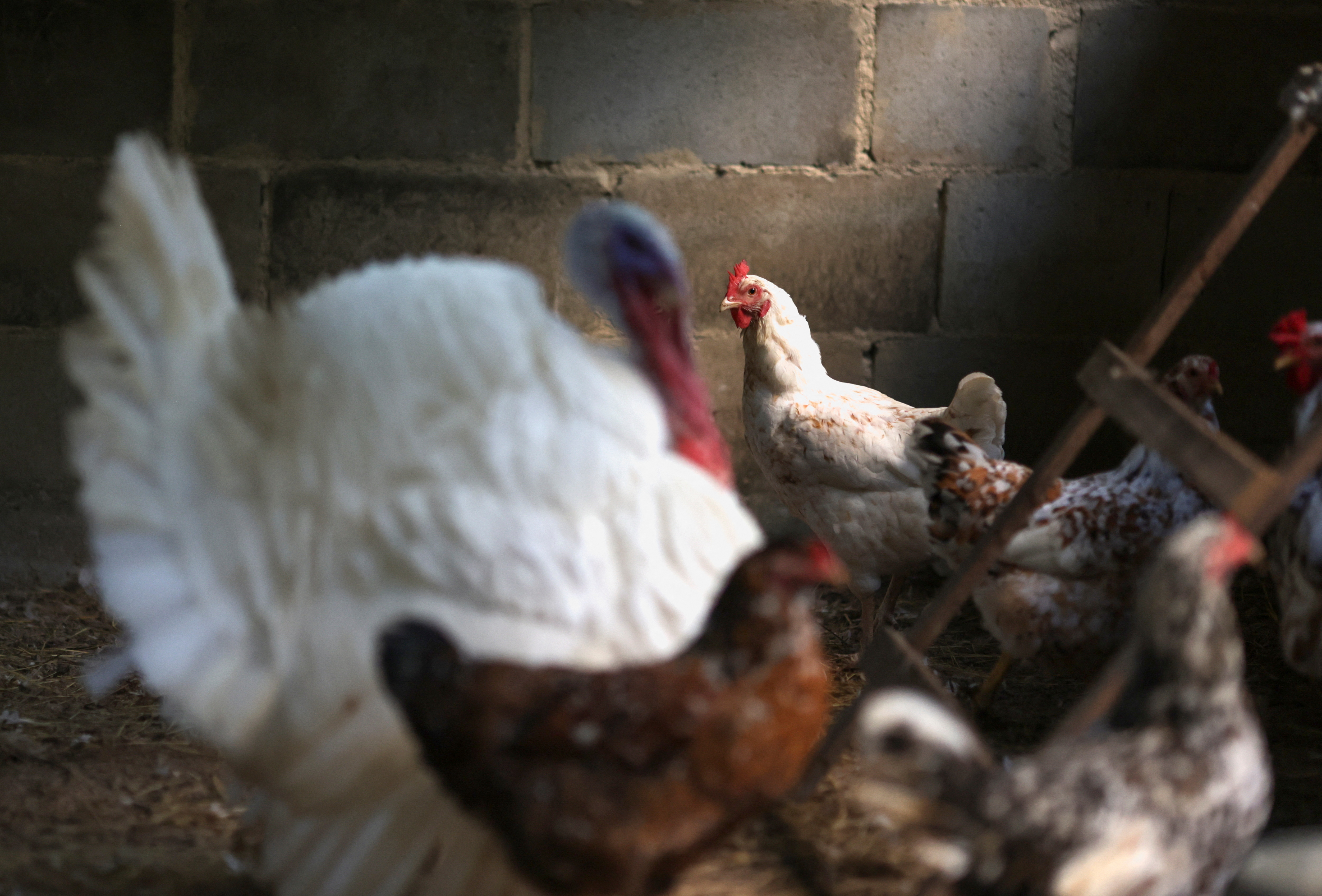 Chickens and a turkey are seen inside a coop at a private poultry farming at a ranch in Rio de Janeiro