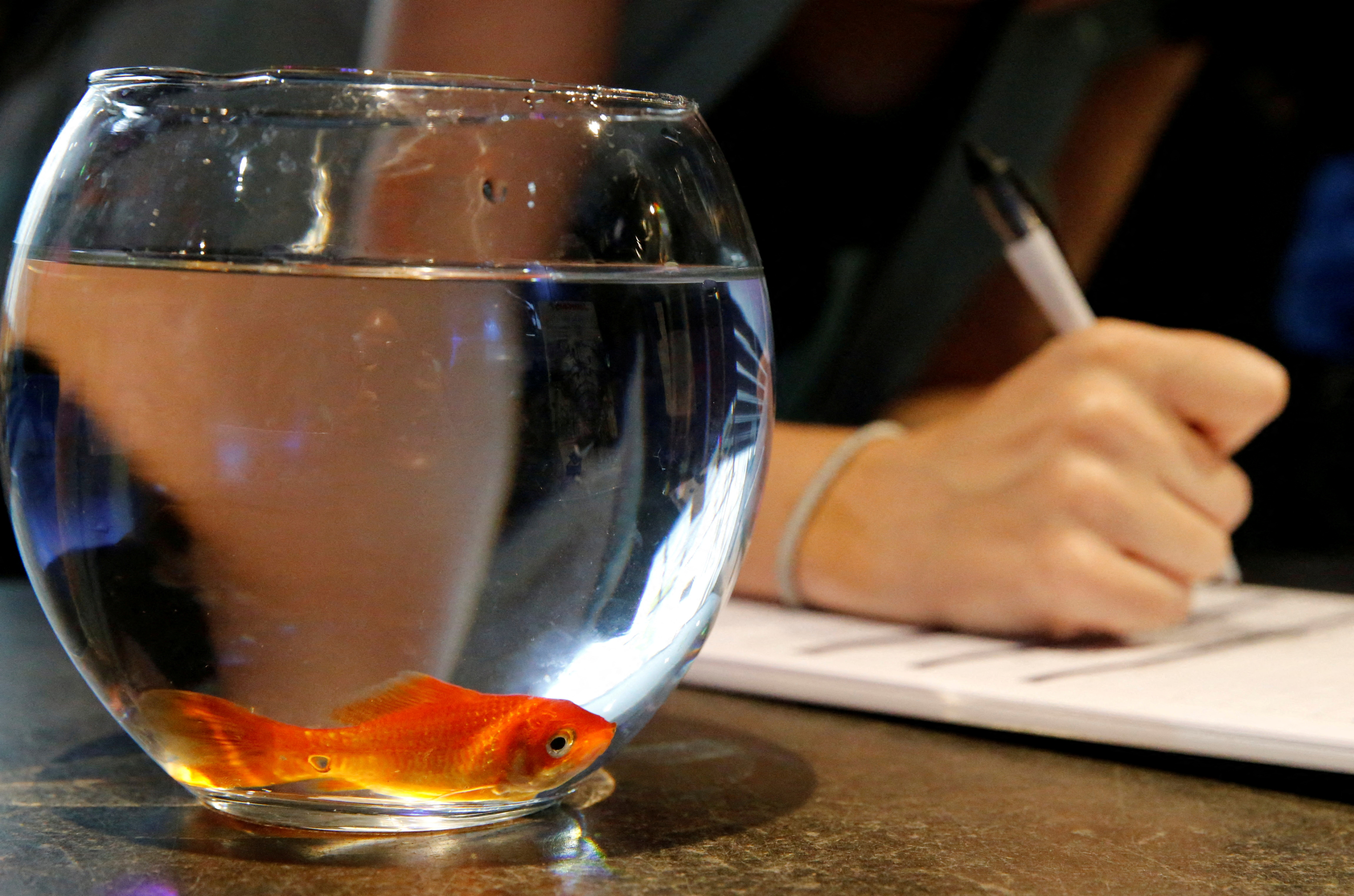 Emie Le Fouest from Paris brings her goldfish named "Luiz Pablo" to Paris aquarium as part of an operation launched to take care of hundreds of goldfish abandoned by French holiday-makers, in Paris