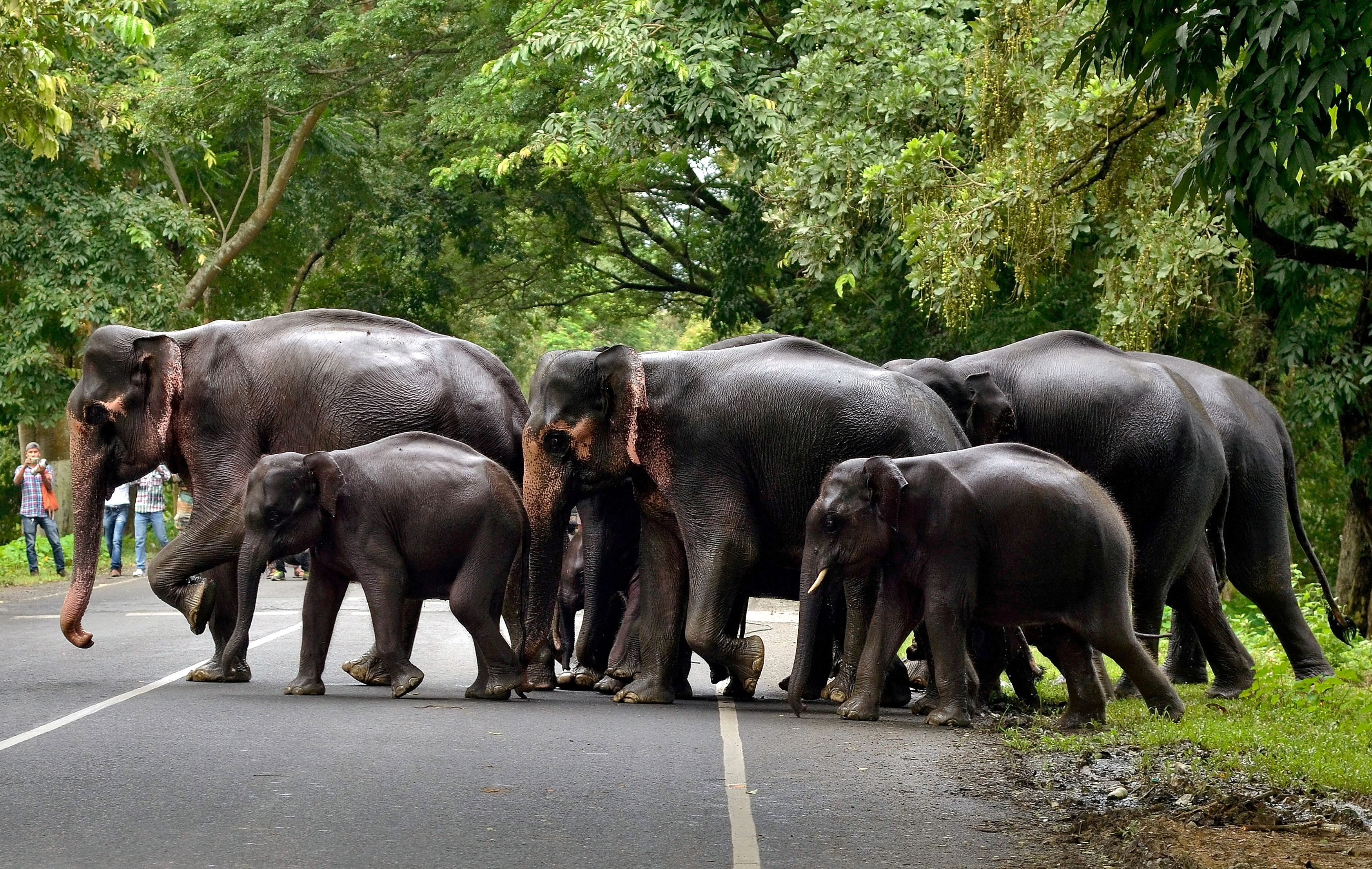 Herd community? Elephants show us how to coexist | Reuters