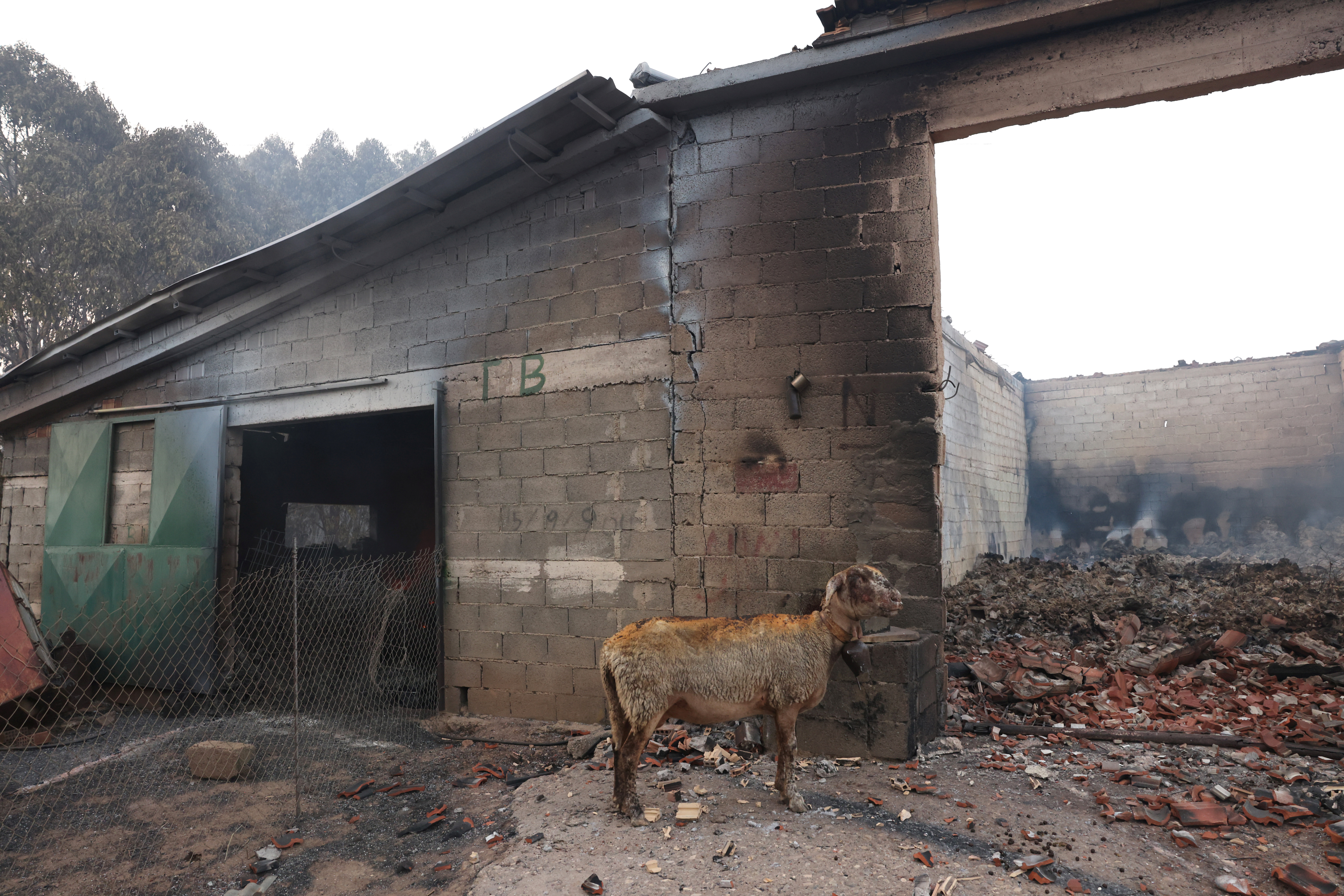 A sheep with burnt fur stands in a farm following a wildfire in the village of Lasdikas near ancient Olympia, Greece, August 6, 2021. REUTERS/Giorgos Moutafis