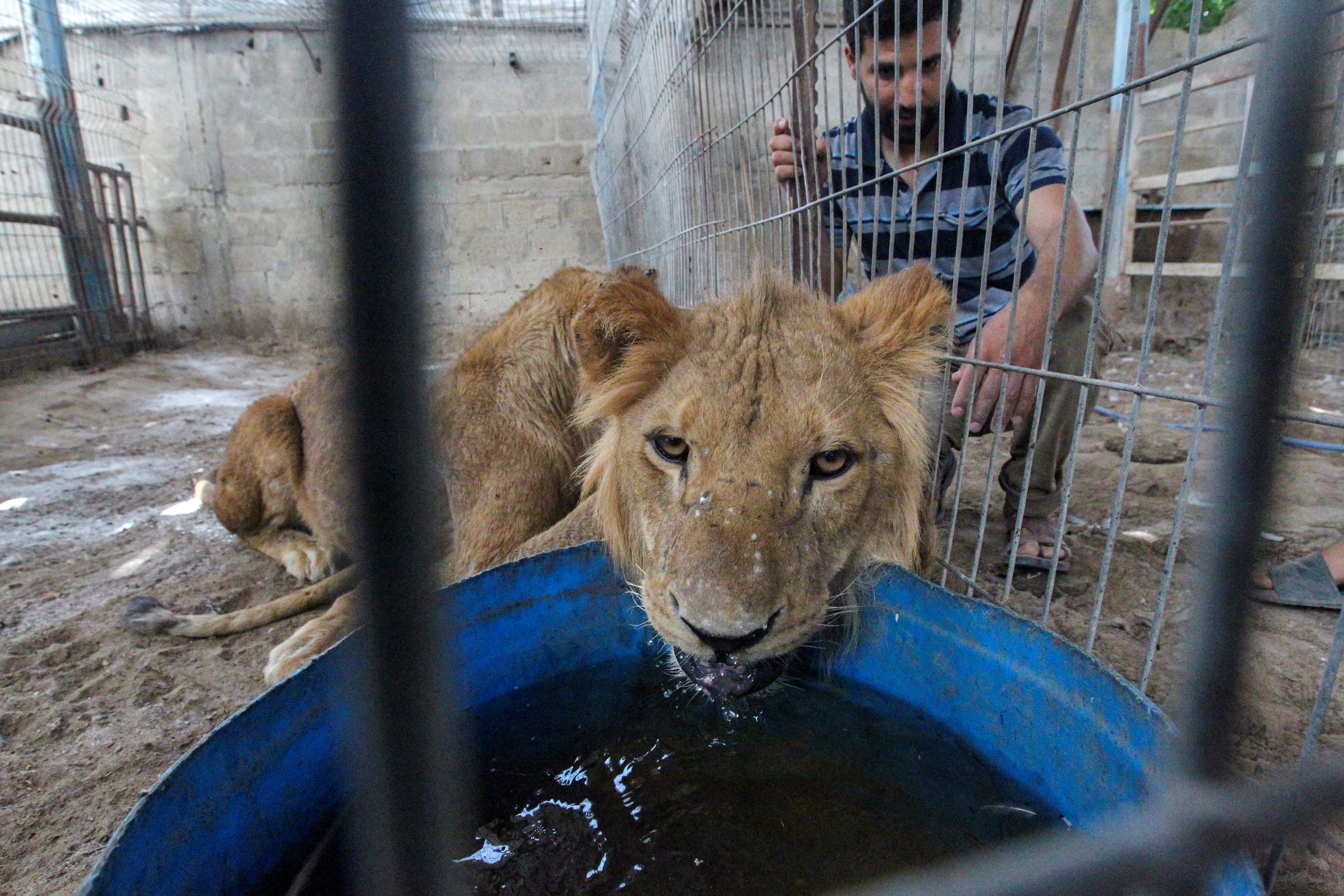 Gaza zoo animals find new sanctuary amid war