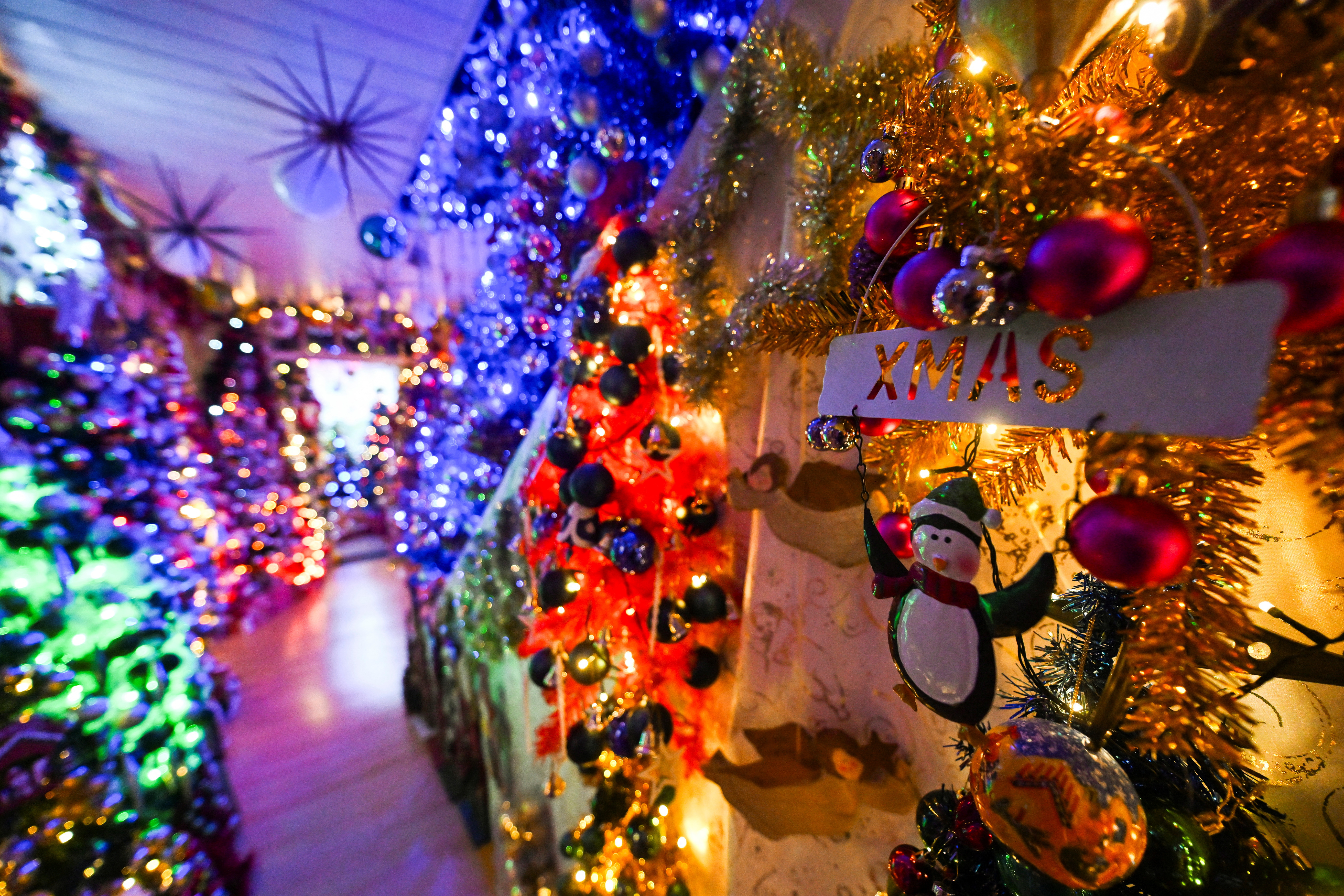 Record-breaking 605 Christmas trees bring Yuletide cheer
