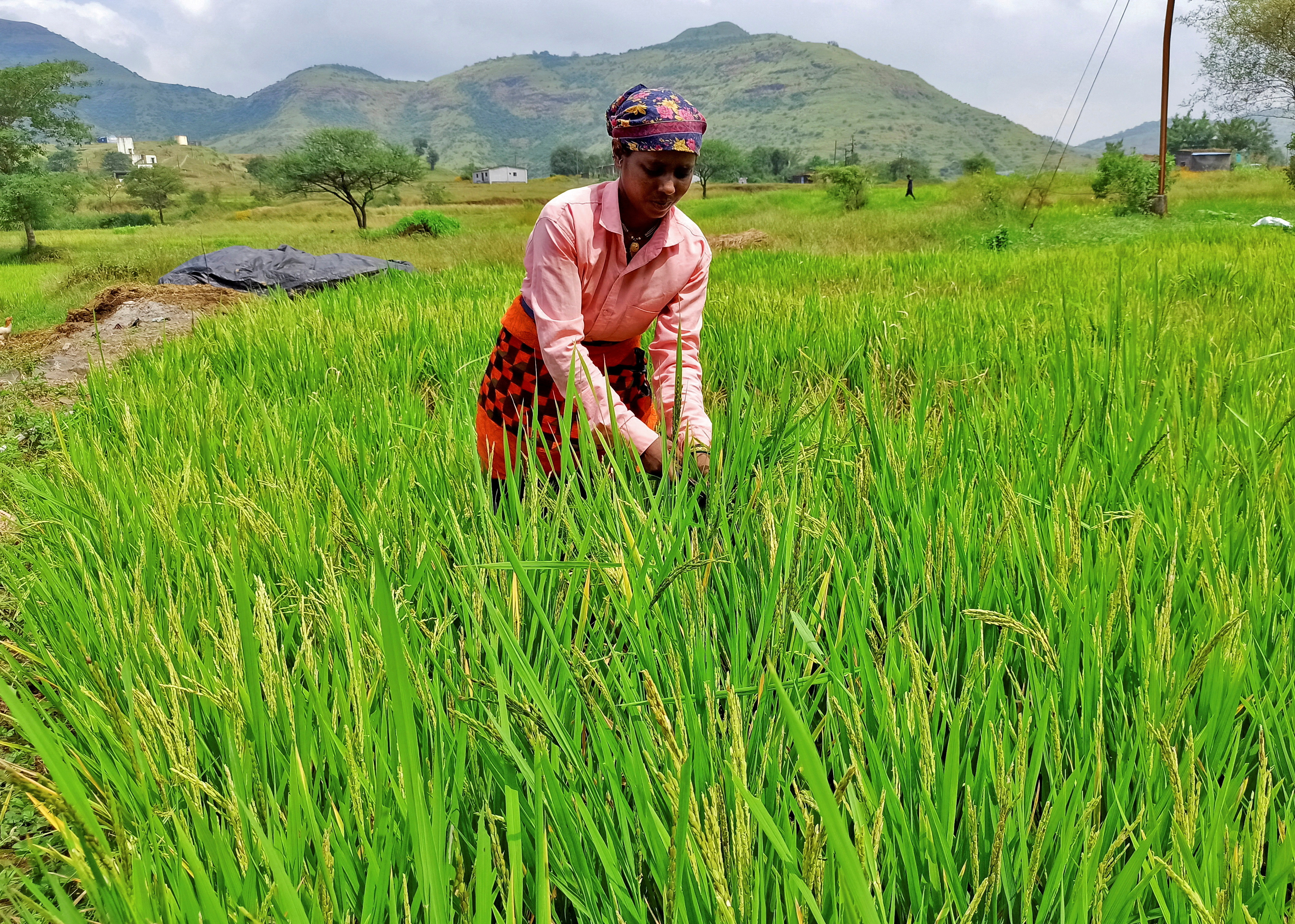 A woman harvests ripened rice in a paddy field at Karunj village