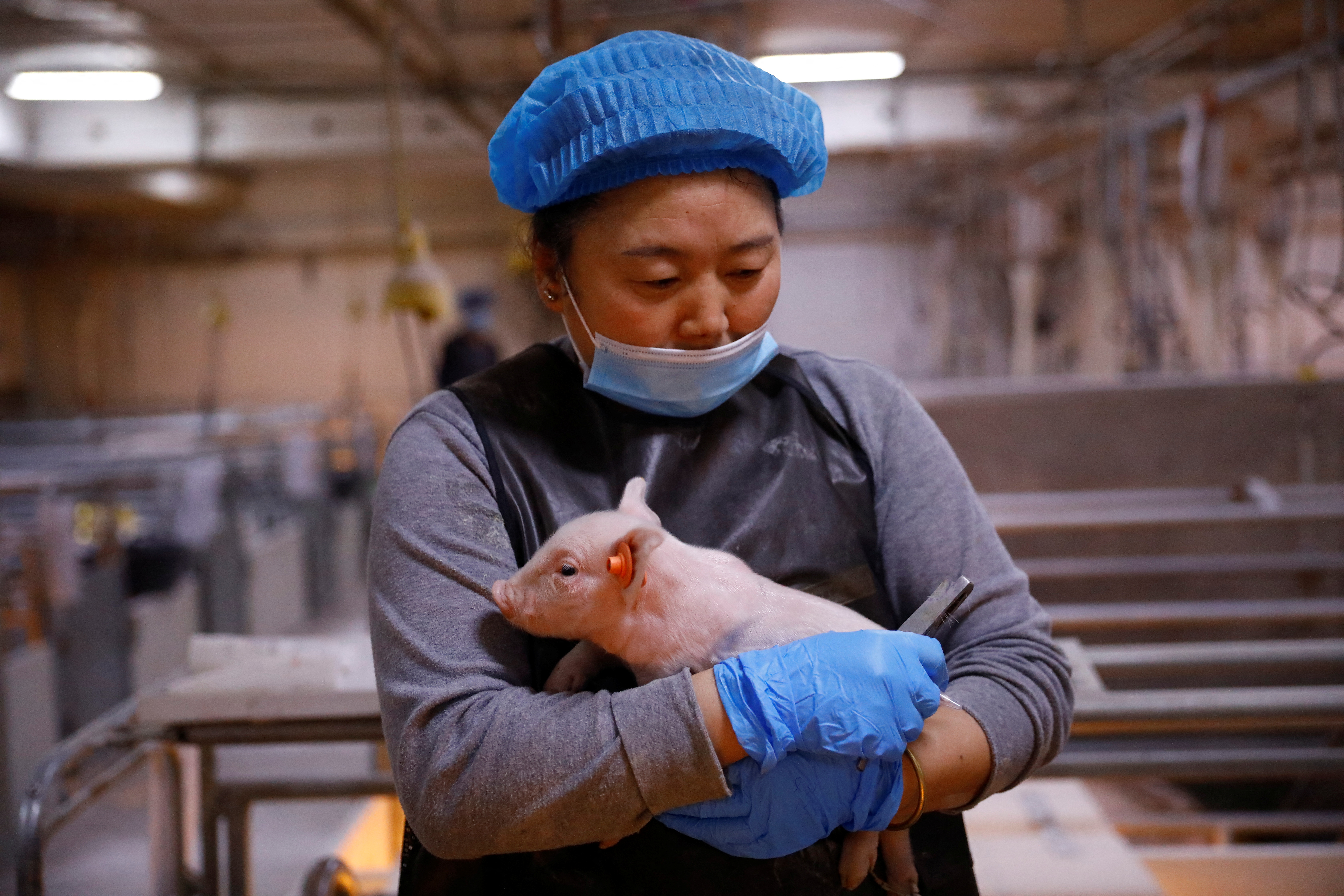 Employee holds a piglet at a breeding farm of Best Genetics Group (BGG) in Chifeng, Inner Mongolia