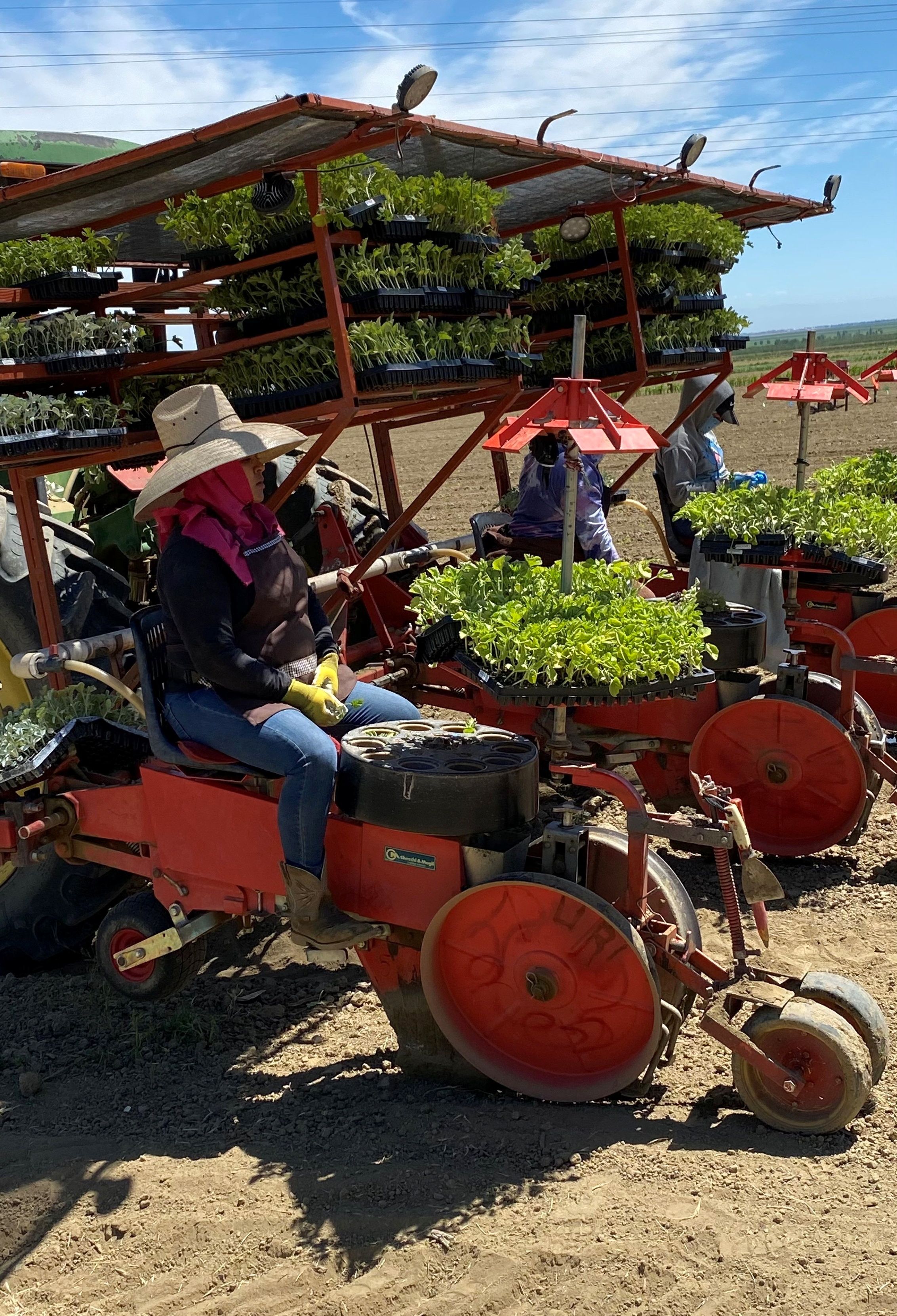 'Big risk' California farmers hit by drought change planting plans