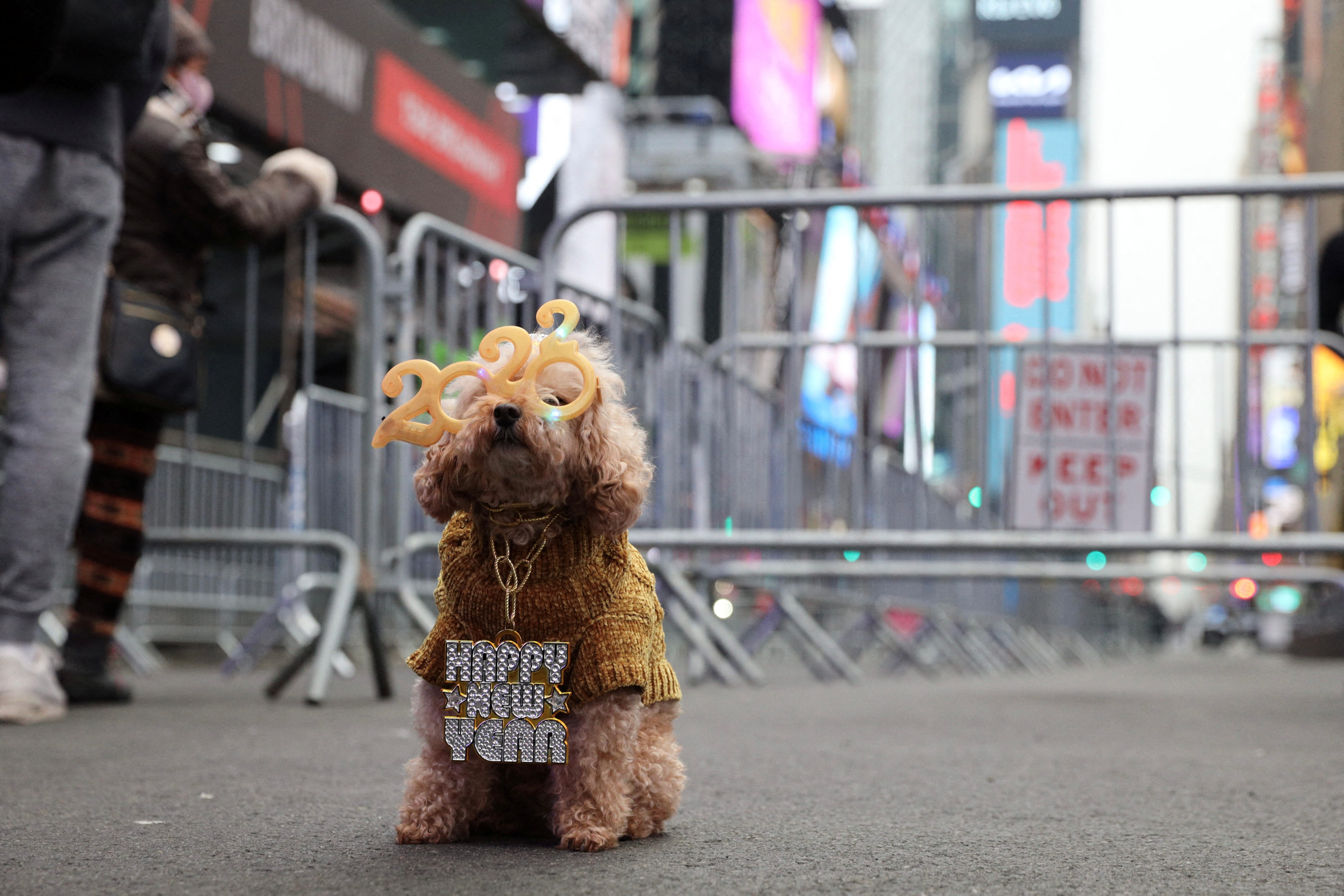 Teddy, a 12-year-old miniature poodle wearing 2022 glasses sits on West 47th Street ahead of New Year's Eve celebrations at Times Square as the Omicron variant continues to spread in the Manhattan borough of New York City, U.S., December 31, 2021. REUTERS/Stefan Jeremiah