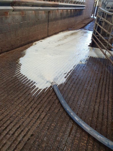 Milk is discarded on a farm in Shropshire county
