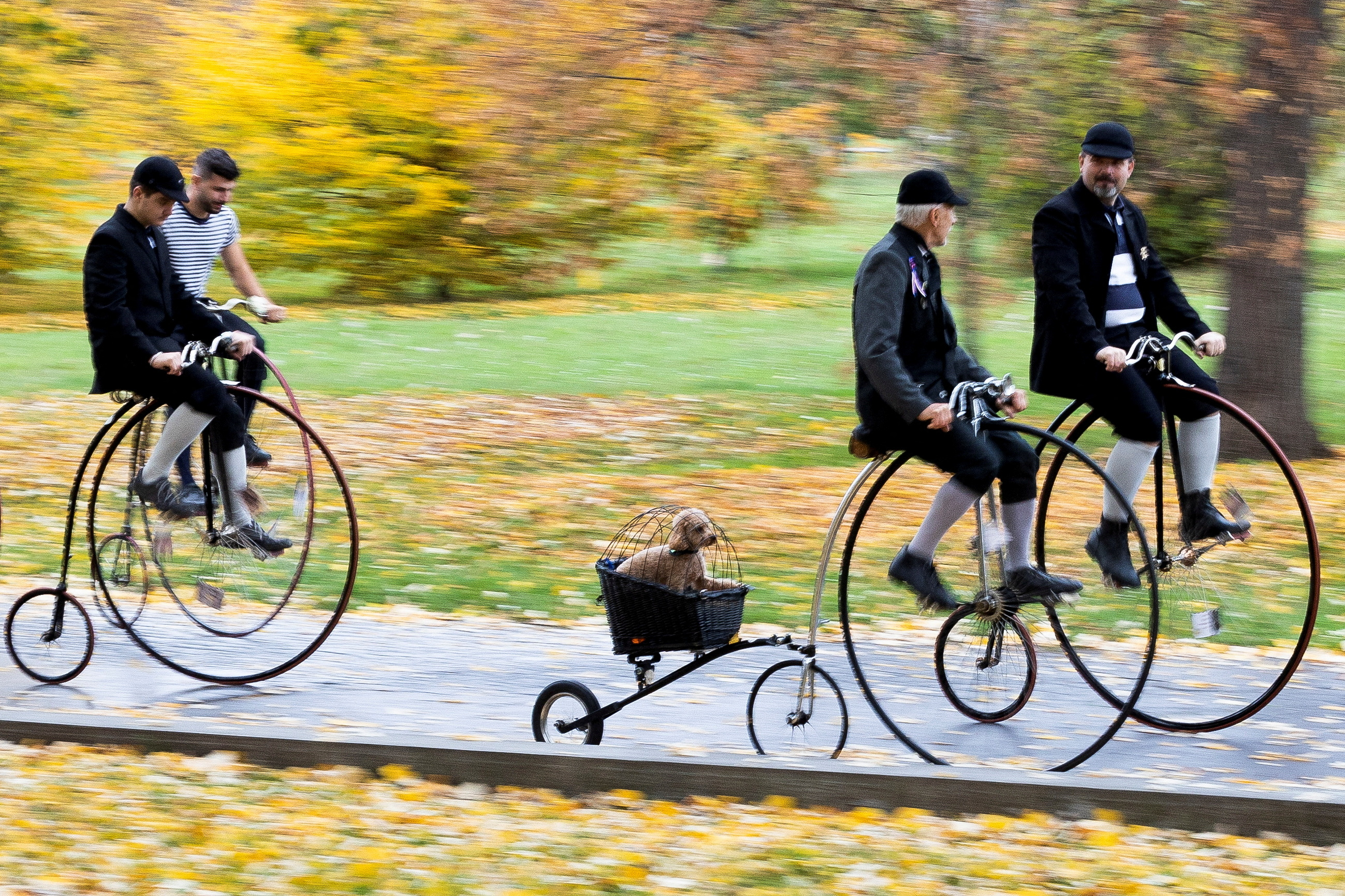 Riding high: The annual penny farthing bicycle race in Prague