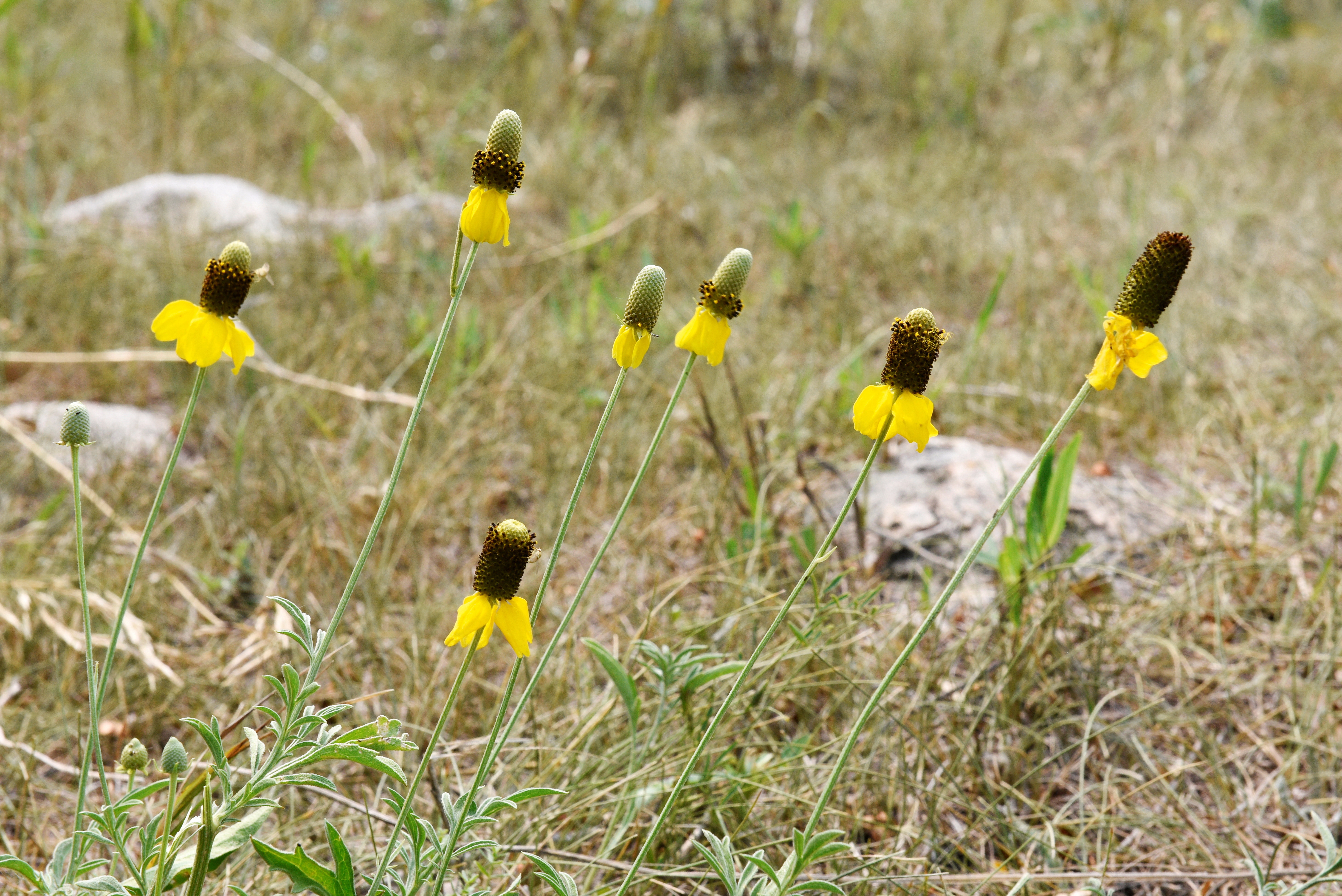 Drought-stressed yellow coneflowers that honey bees rely on for nectar are pictured in Gackle