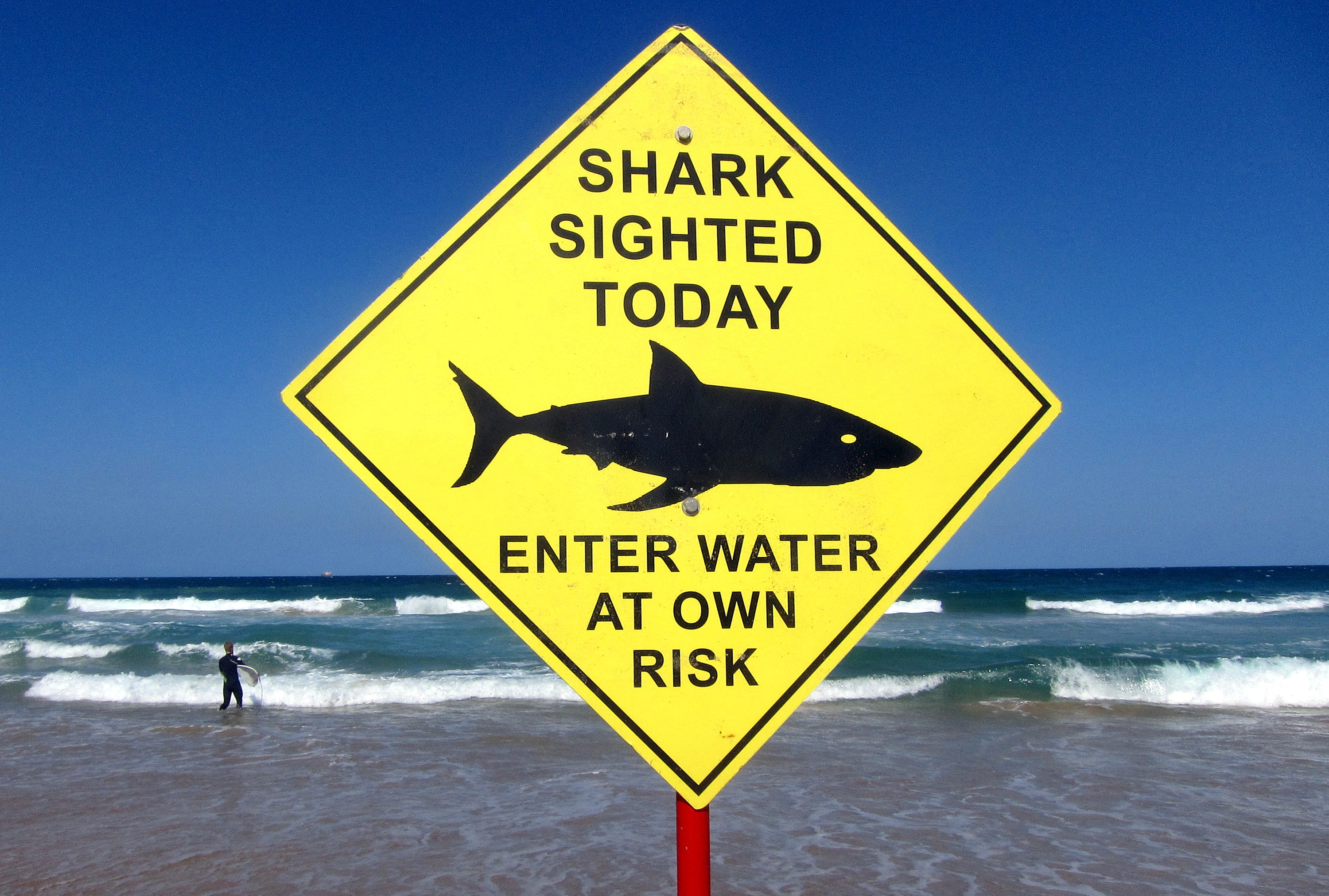 A surfer carries his board into the water next to a sign declaring a shark sighting on Sydney's Manly Beach Australia