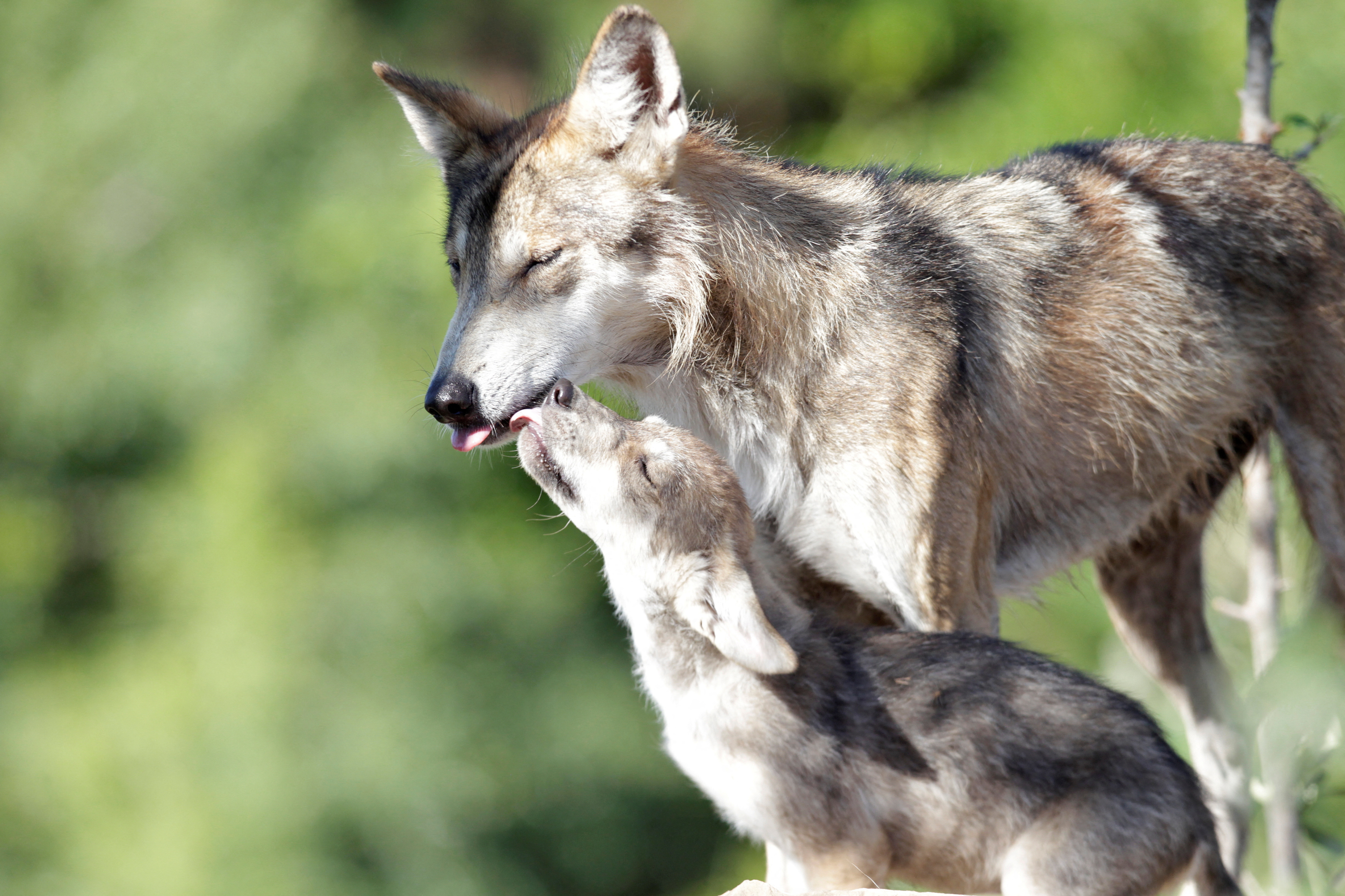 Потомство для зверя сигги. Мексиканский Лобо волк. Волк с волчатами. Волчица с волчатами. Детеныш волка.