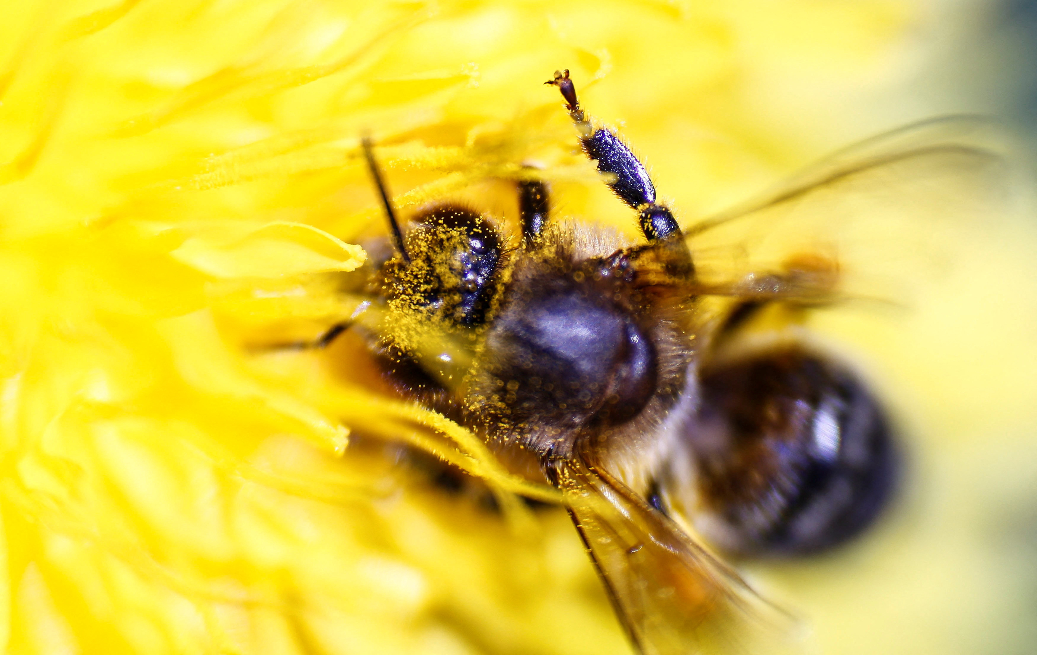 Honeybee gathers pollen from a flower at farm in the western Austrian village of Seefeld
