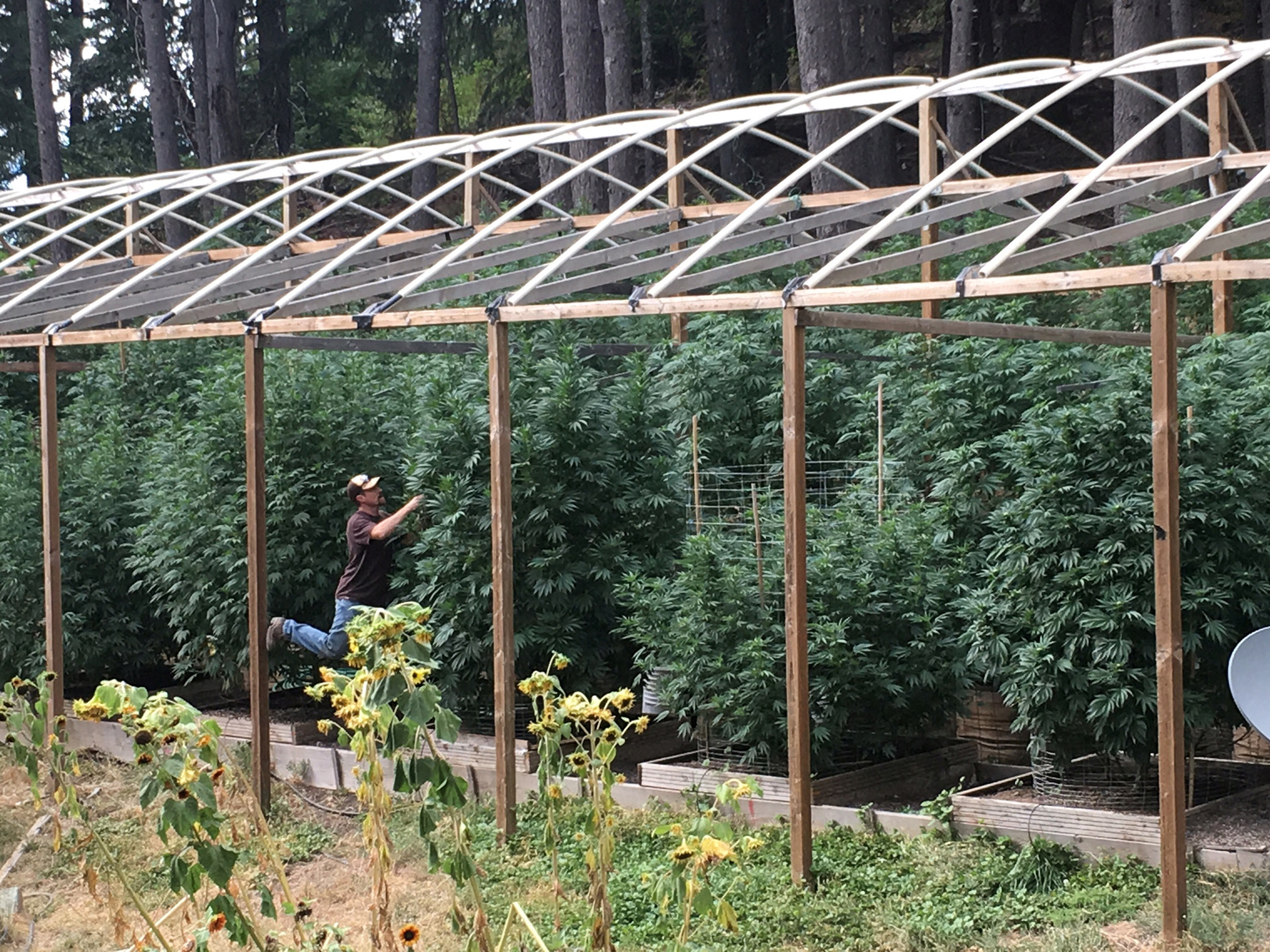 Cannabis grower Steve Dillon tends to his plants on his farm in Humboldt County, California