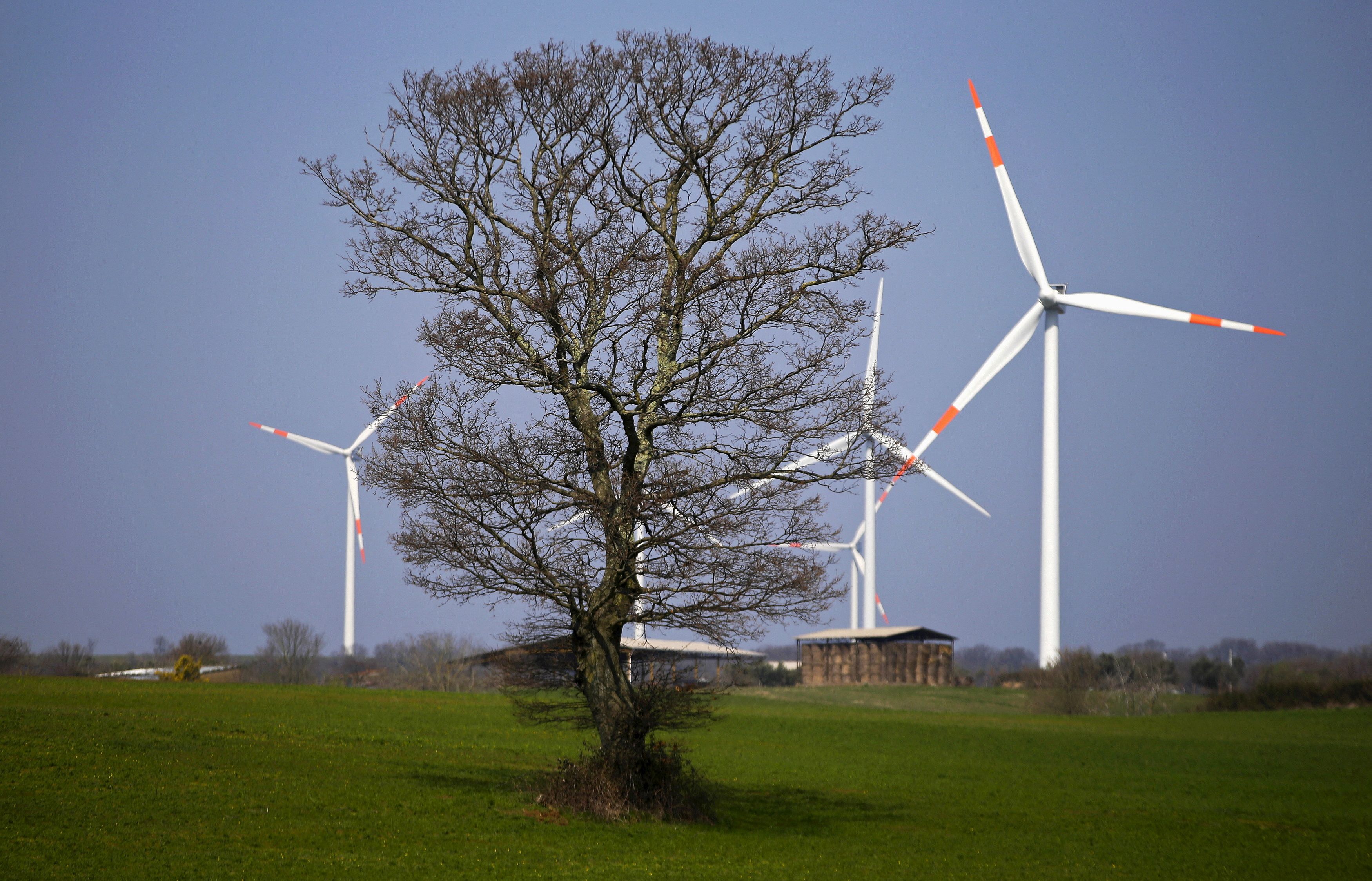 Wind turbines are seen behind a tree near Tuscania