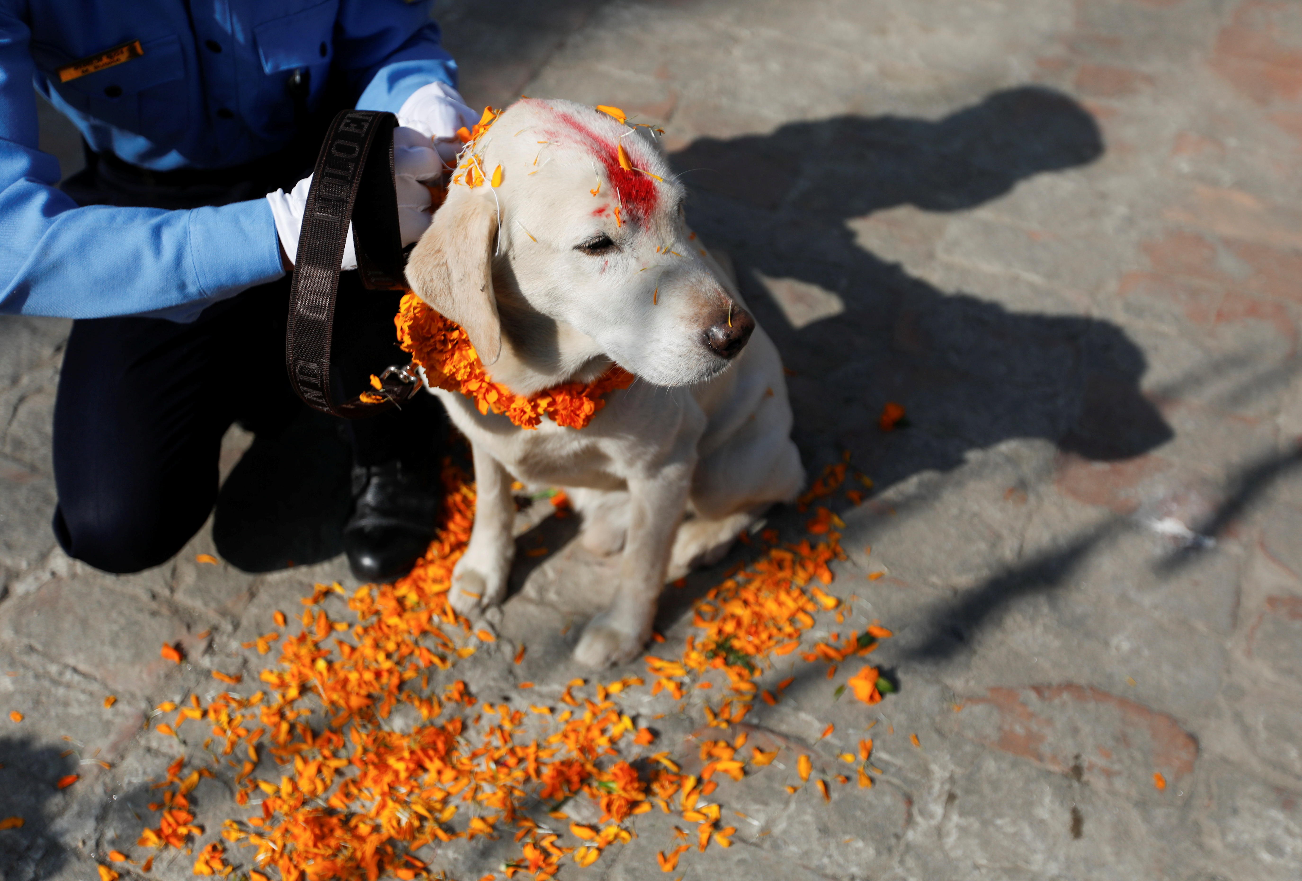 Baños, guirnaldas para el mejor amigo del hombre en el festival canino de Nepal