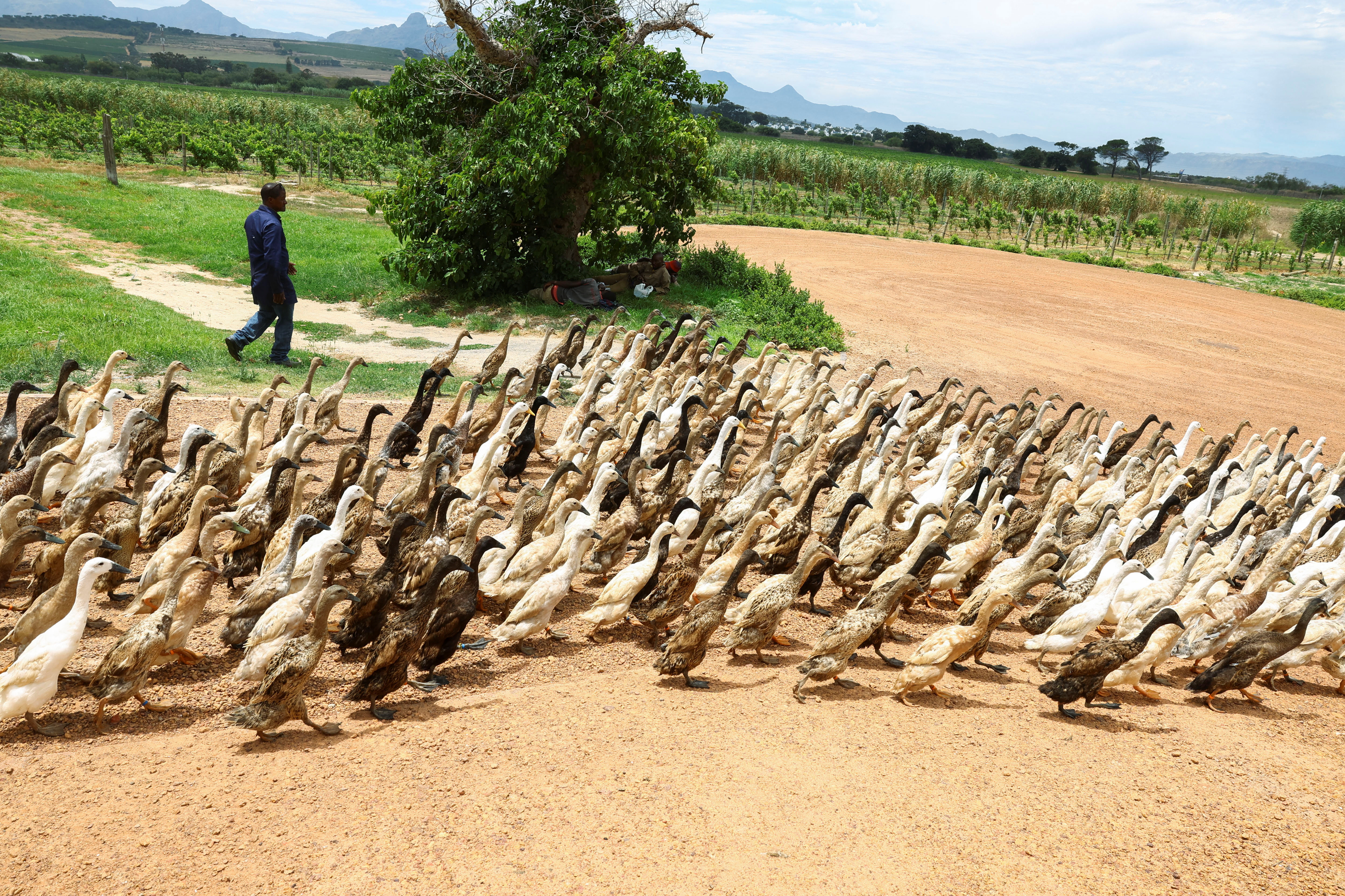 Pest-busting ducks keep Cape Winelands' vineyards healthy