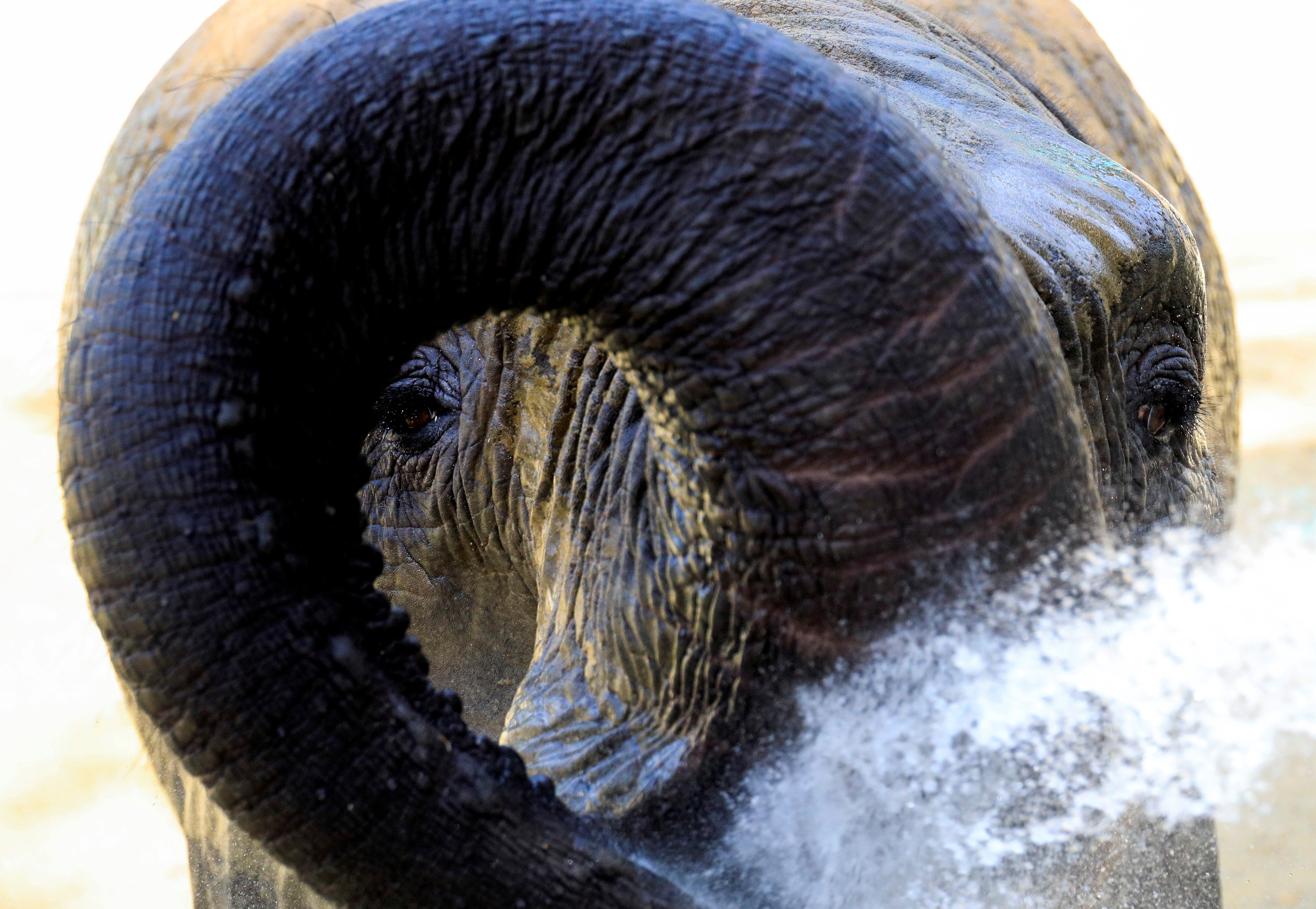 Asian elephant Dunja cools off at Skopje Zoo