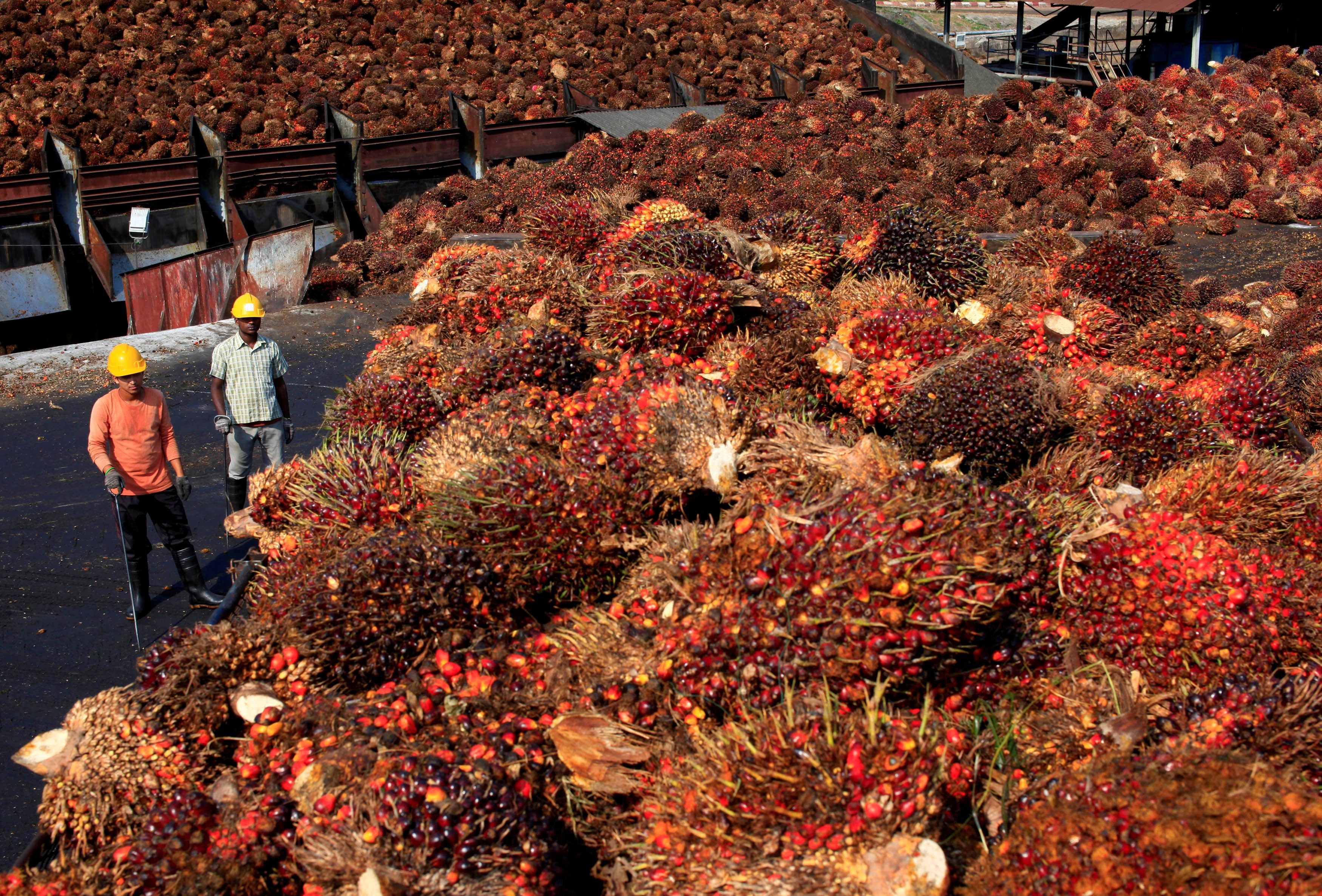 Workers stand near palm oil fruits inside a palm oil factory in Sepang, outside Kuala Lumpur