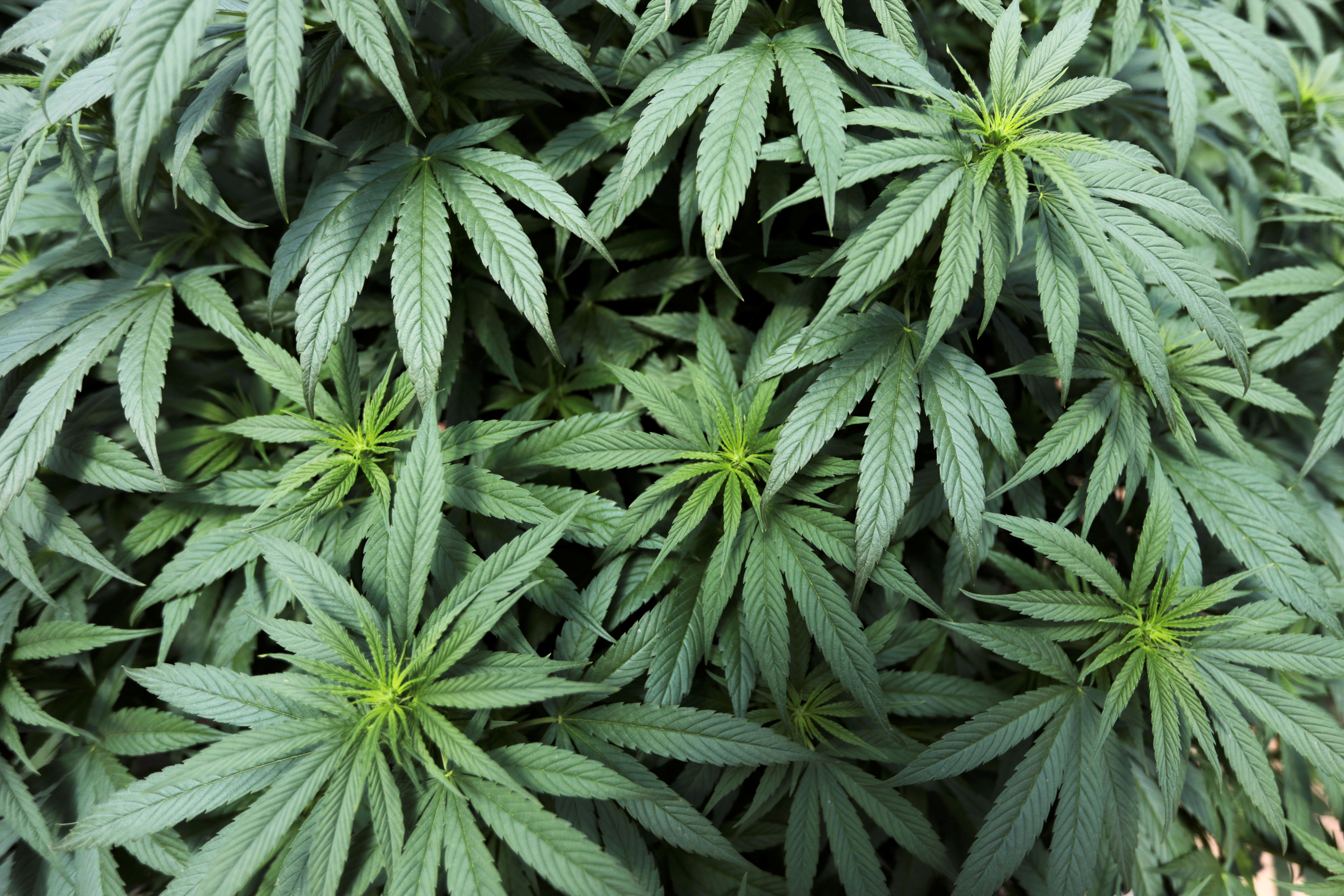Cannabis plants are seen inside a greenhouse. REUTERS/Luisa Gonzalez