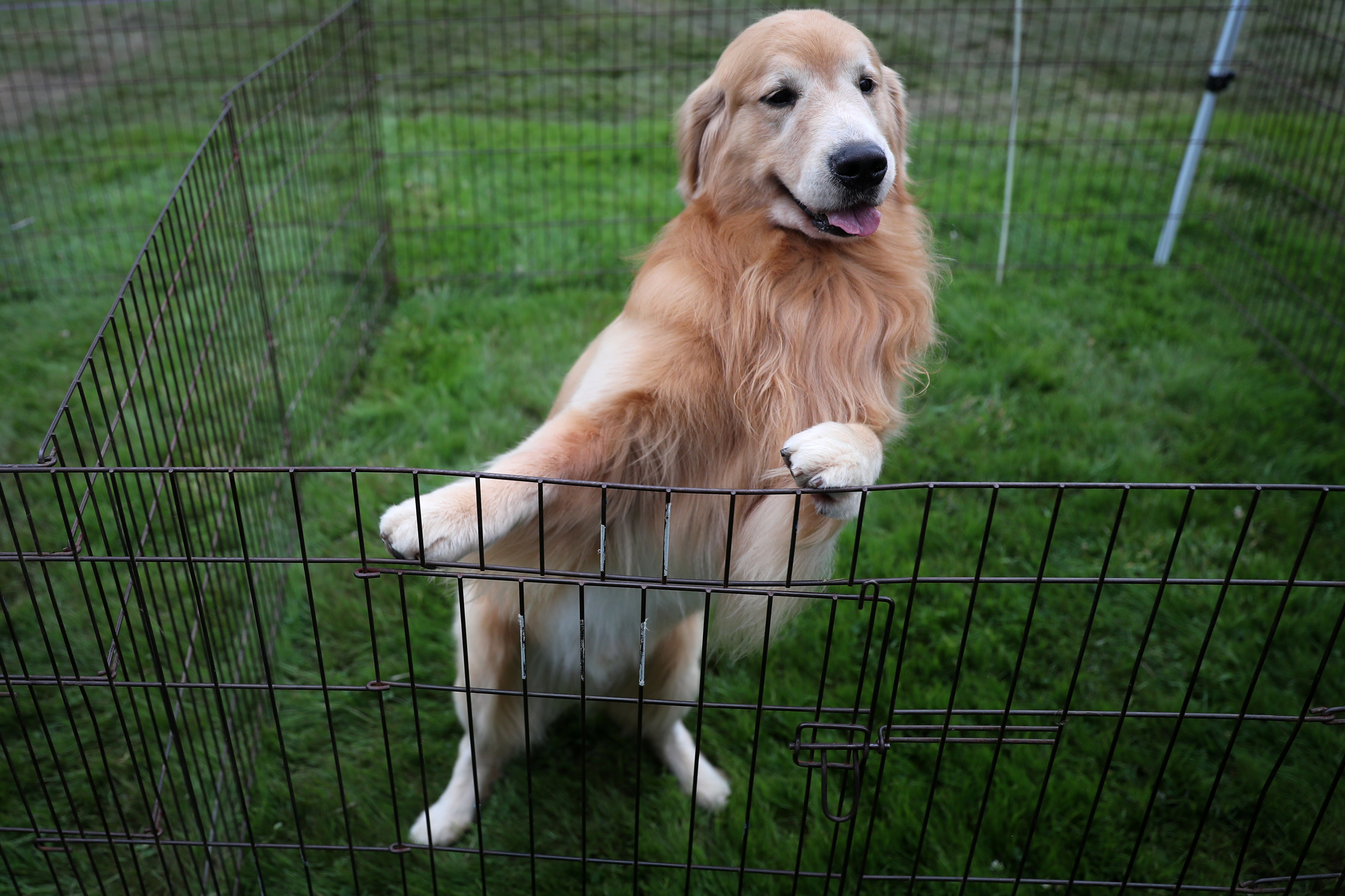 The 145th Westminster Kennel Club Dog Show at Lyndhurst Mansion in Tarrytown, New York