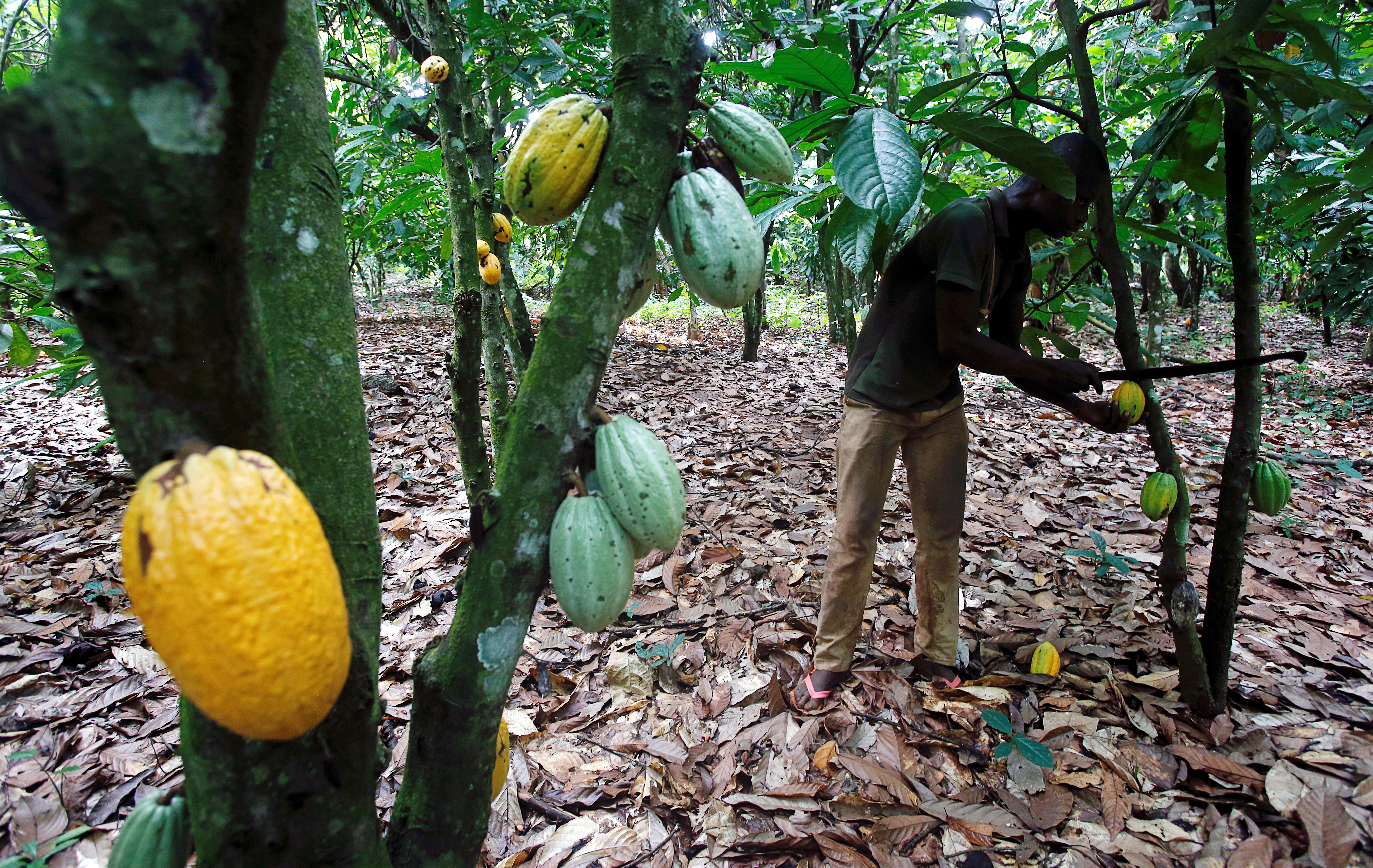 A man cuts a cocoa pod from a tree on a plantation in Toumodi