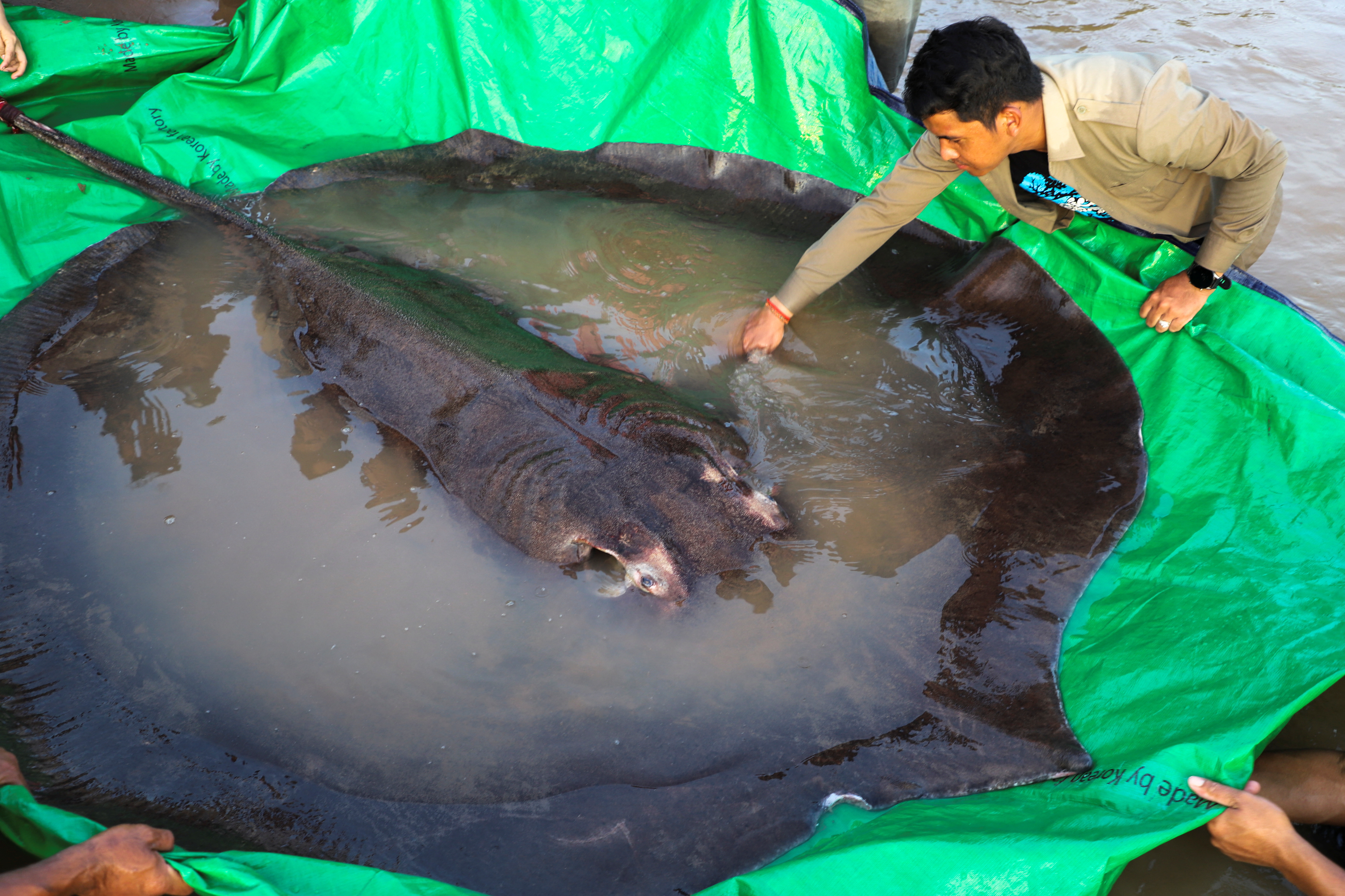 Scientists say they found world's largest freshwater fish in Mekong