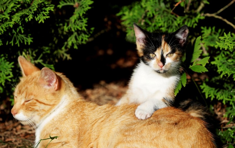 A cat and a kitten are seen in the village of Krompach near the town of Cvikov, Czech Republic, July 11, 2020. Picture taken July 11, 2020. REUTERS/David W Cerny/File Photo