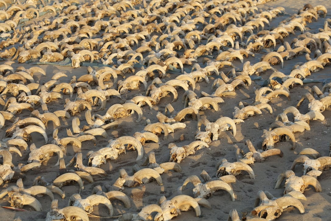 View of around of 2,000 mummified rams heads uncovered during excavation work carried out by ISAW at the temple of Ramesses II in Abydos
