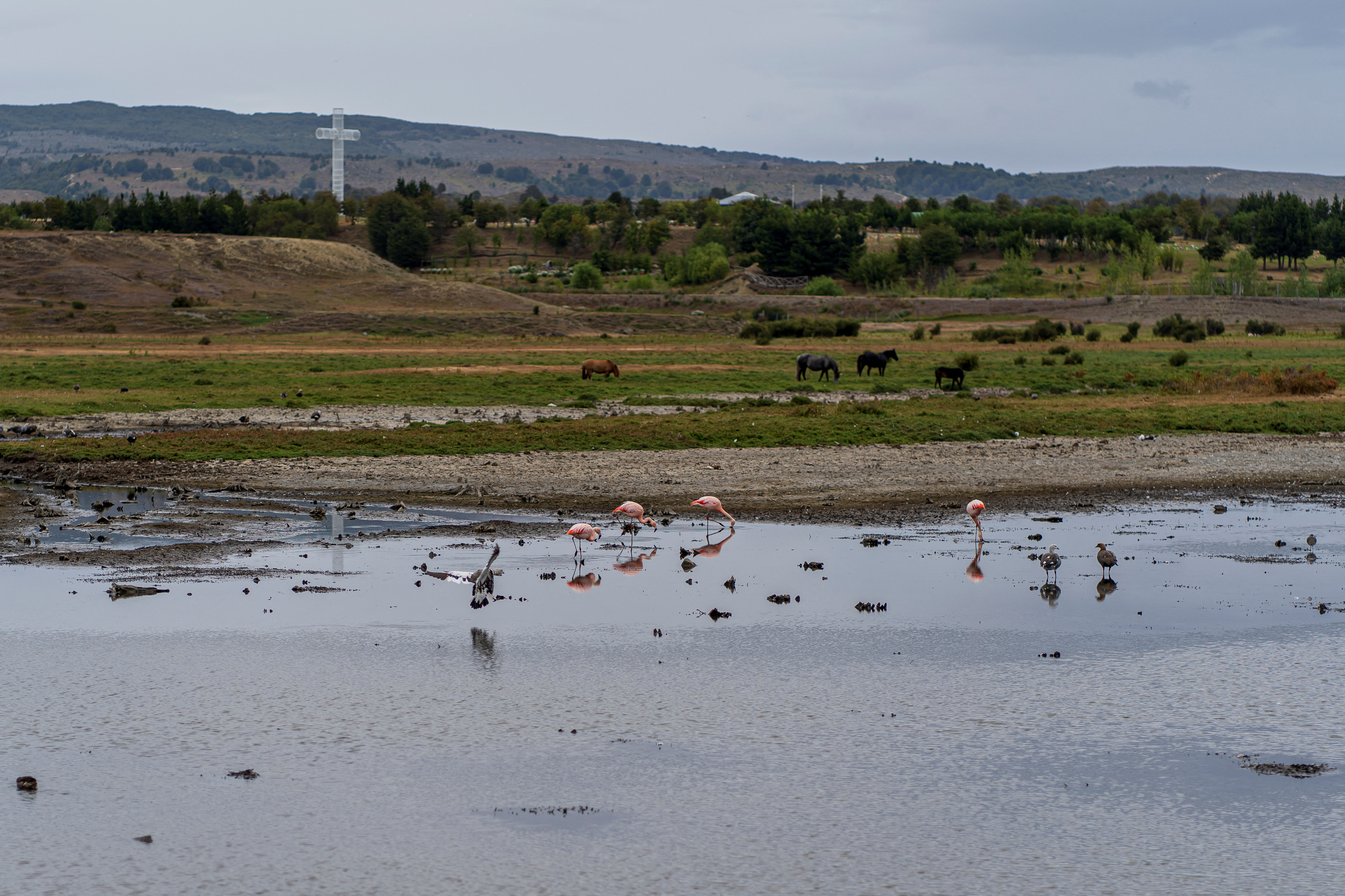 A view of flamingoes and horses on the wetland Humedal Tres Puentes, in Punta Arenas